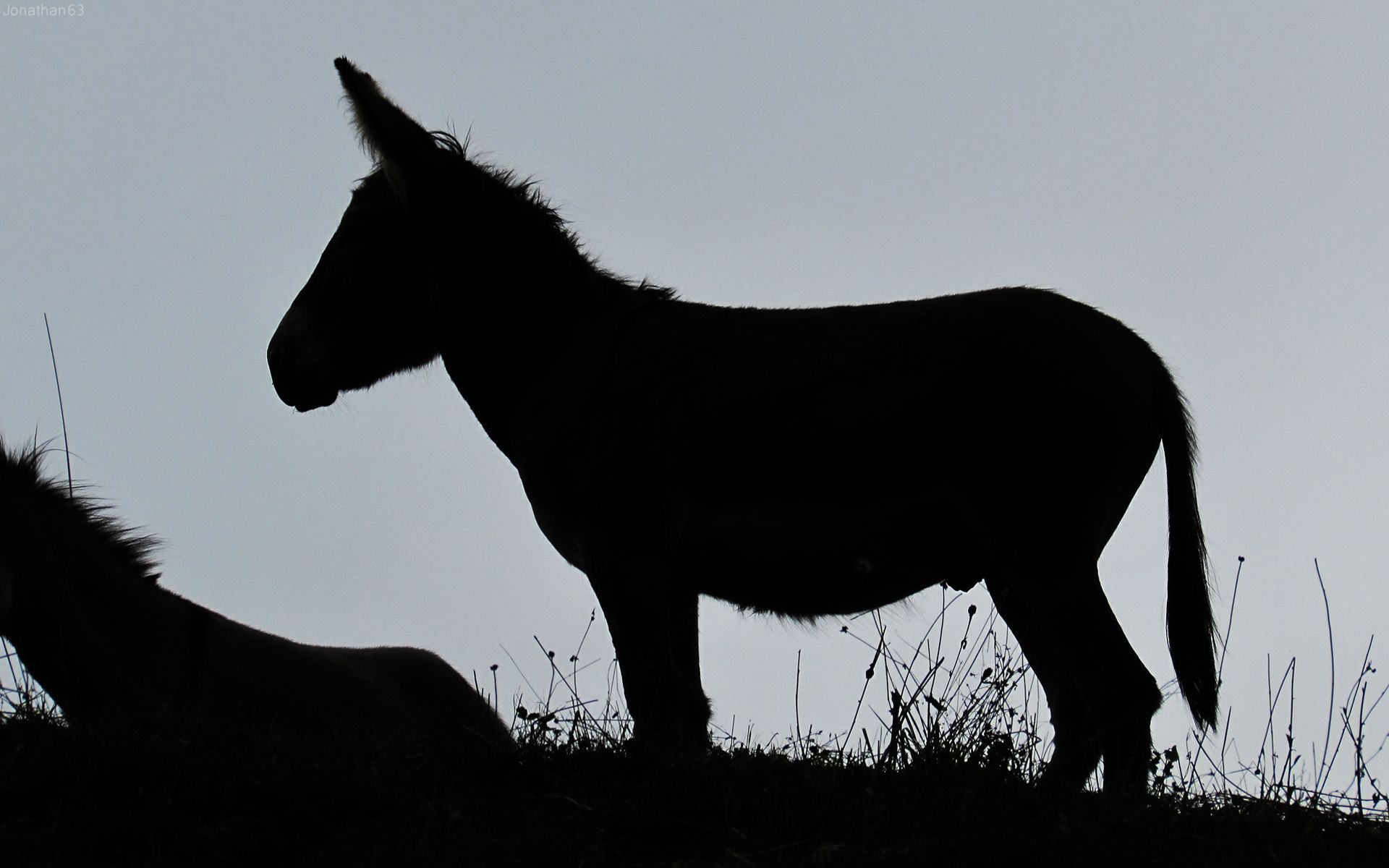 Burro fondos de pantalla | Burro fotos gratis