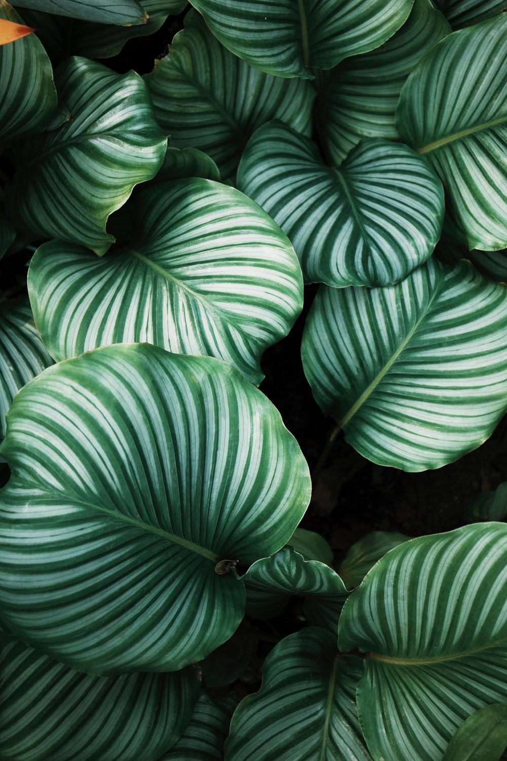 27+ fotos de plantas | Descargar imágenes gratis