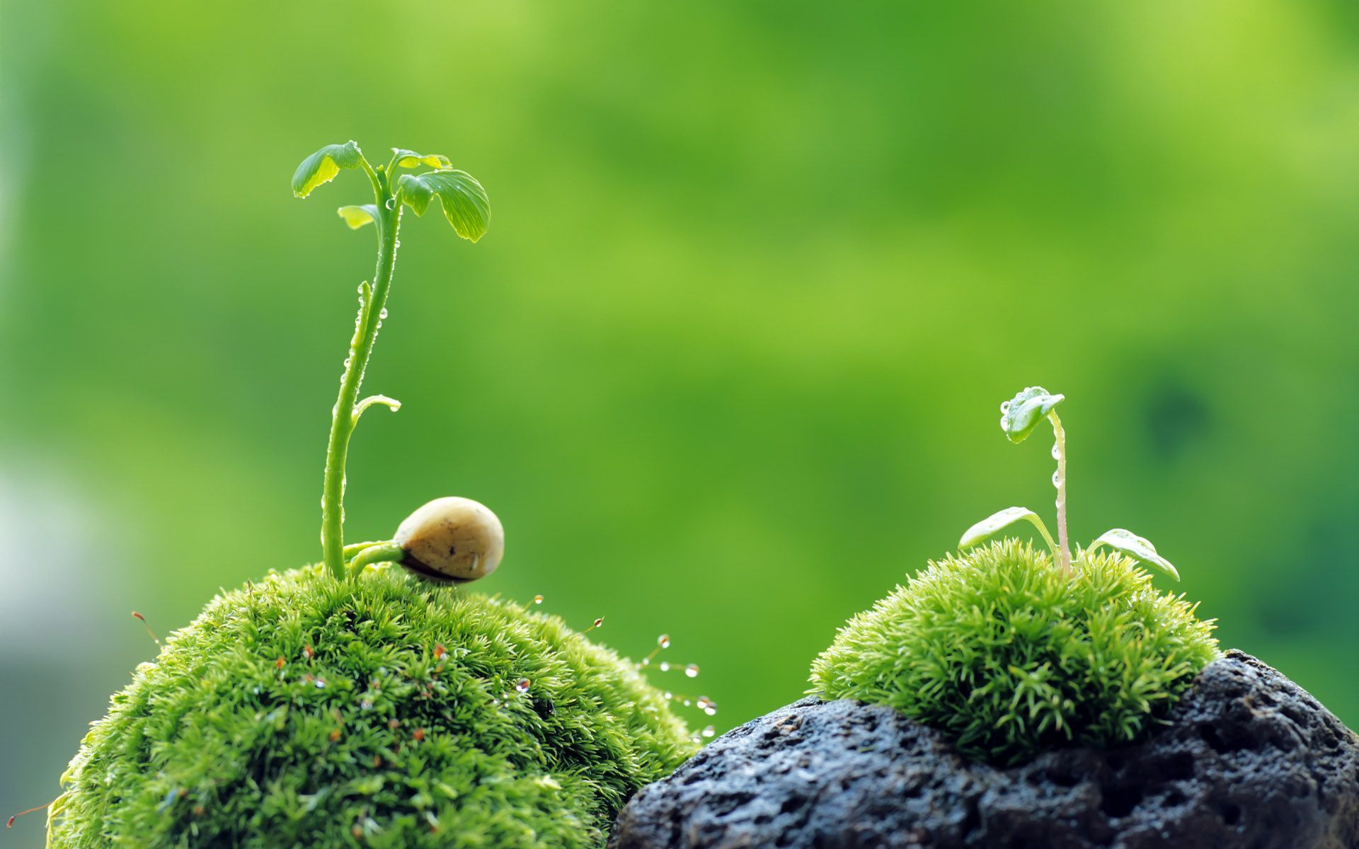 Plantas Fondos