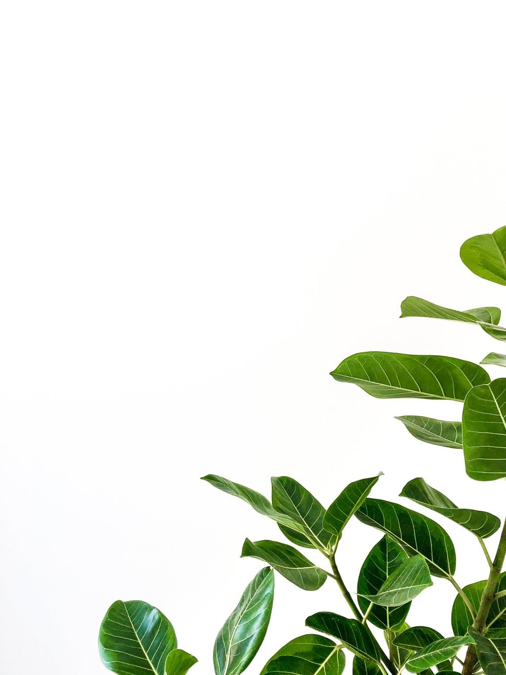 Más de 20 imágenes de plantas gratis
