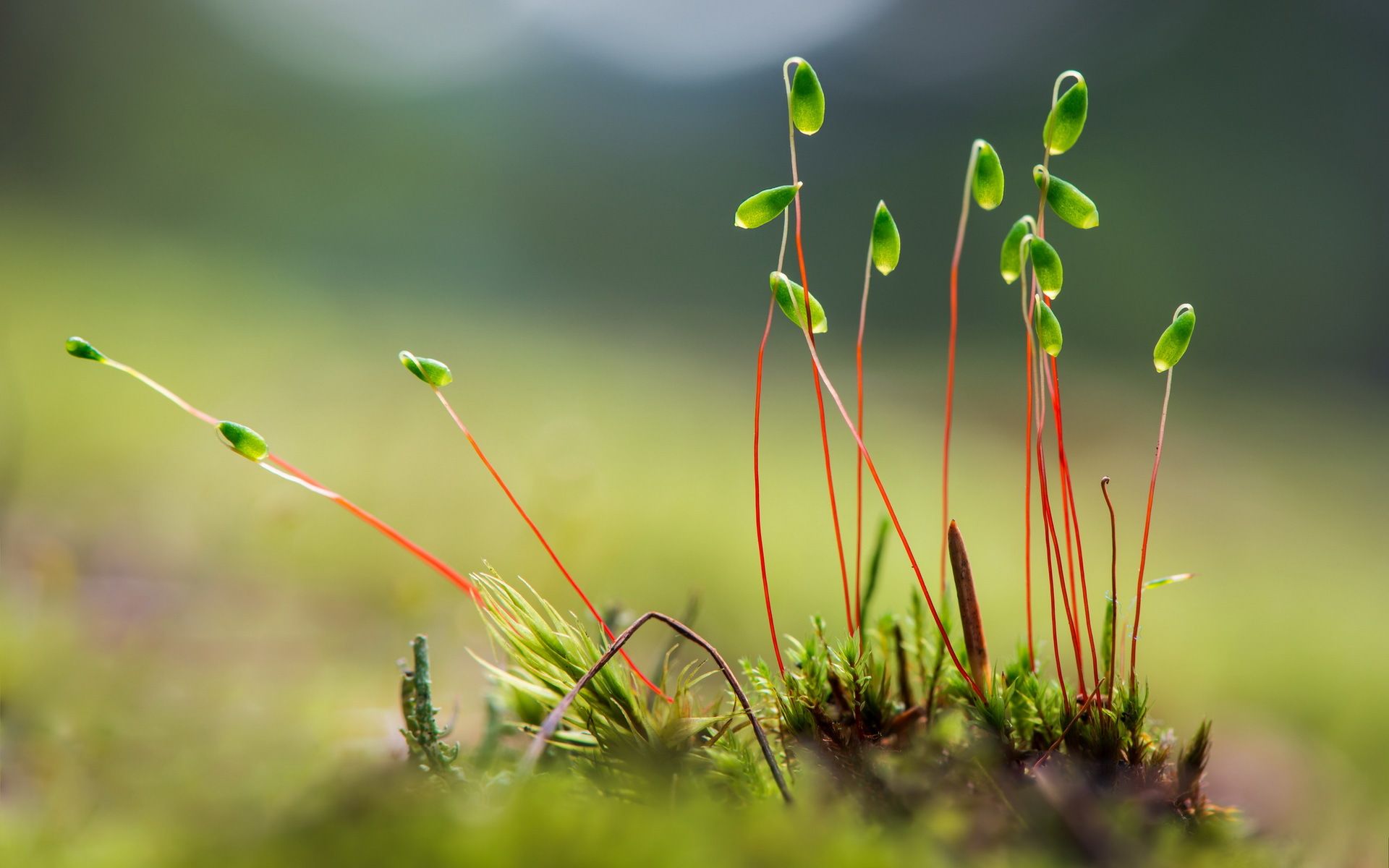 Fondo de pantalla de Plantas en crecimiento # 7033547