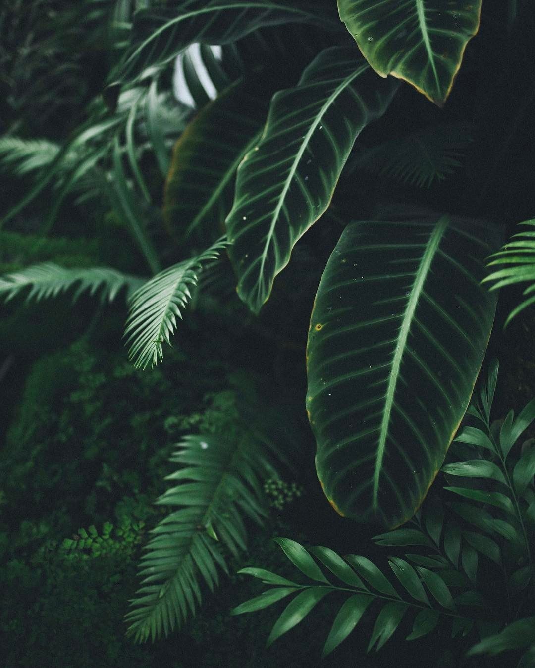 Aesthetic Grid Plants Fondos de pantalla - Top gratis Aesthetic Grid Plants