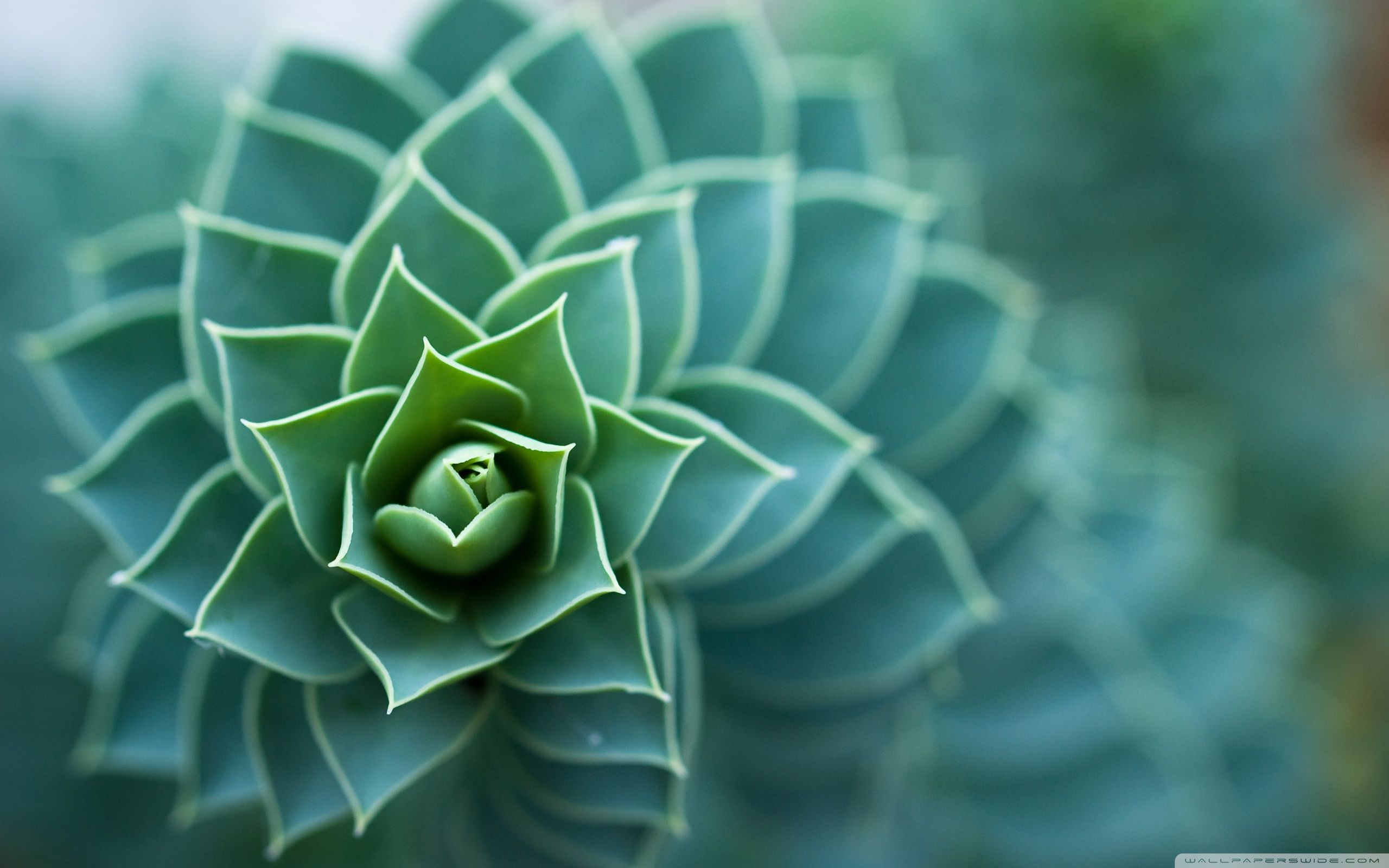 Beautiful Plant ❤ 4K HD Desktop Wallpaper para 4K Ultra HD TV