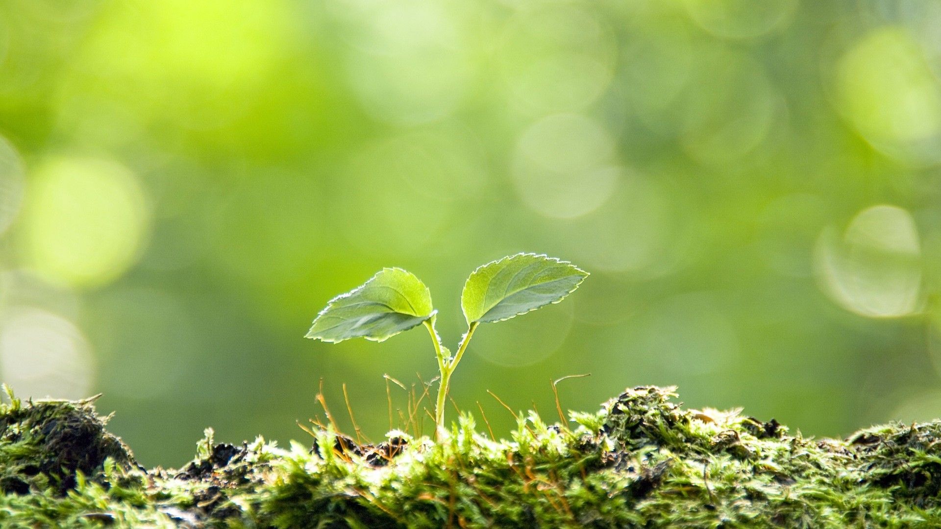 Fondo de pantalla de plantas 28619 # 7033208