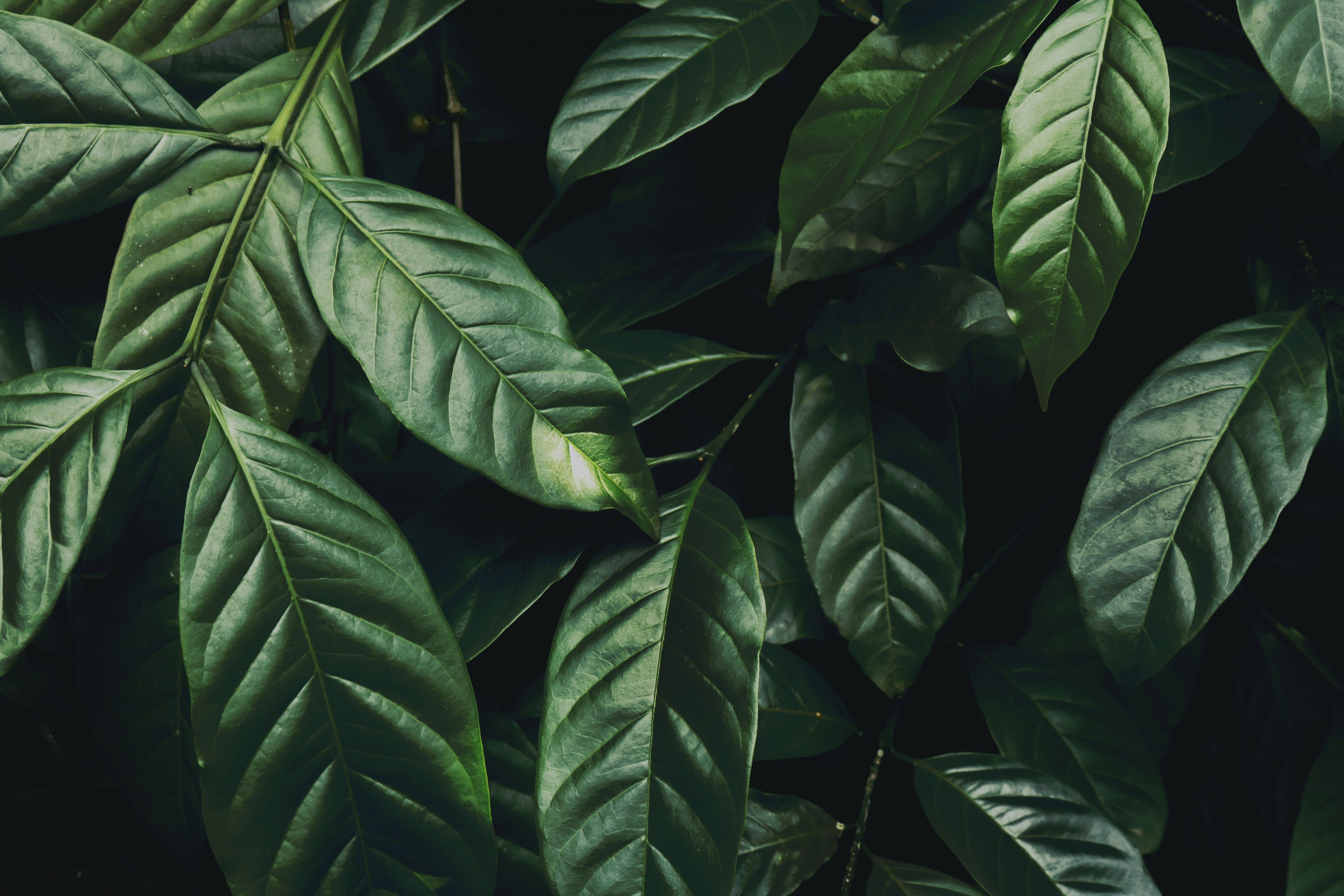 Descargar 5245x3497 Hojas verdes, Fondos de plantas - WallpaperMaiden