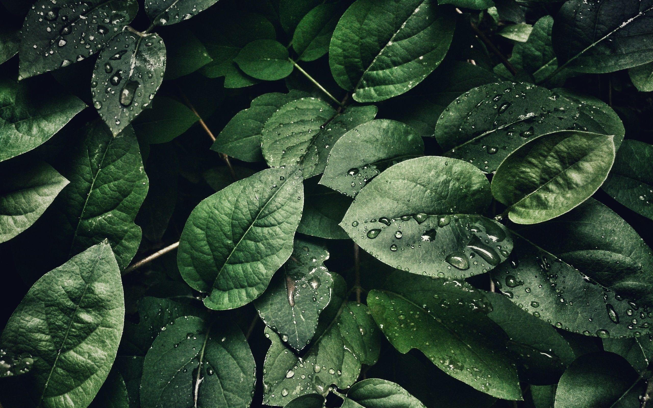 Fondos de pantalla: verde, plantas, hojas, gotas de agua 2560x1600