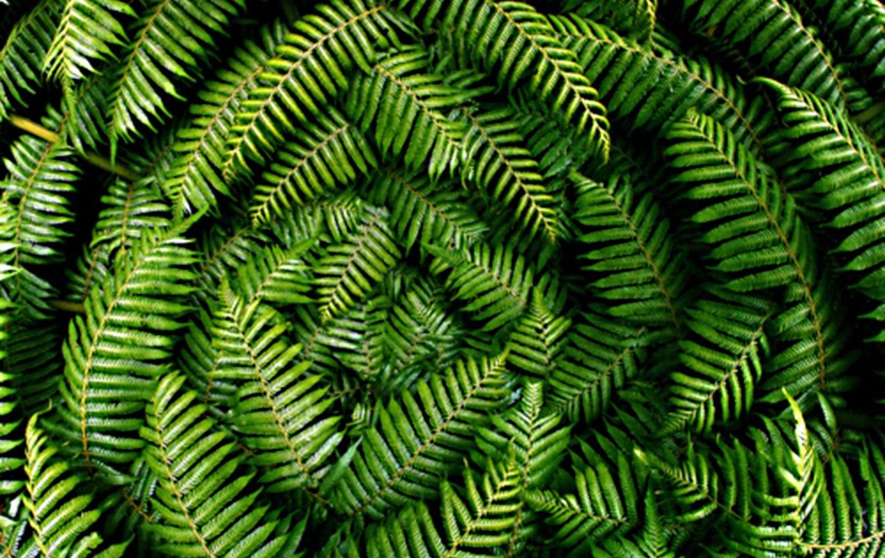 Fondos de pantalla HD, flores, imágenes de la naturaleza, imágenes de descarga gratuita, verde
