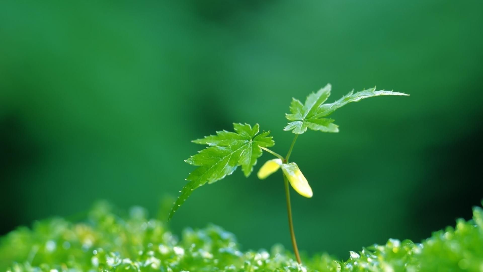 Fondo de pantalla de plantas 1920x1080