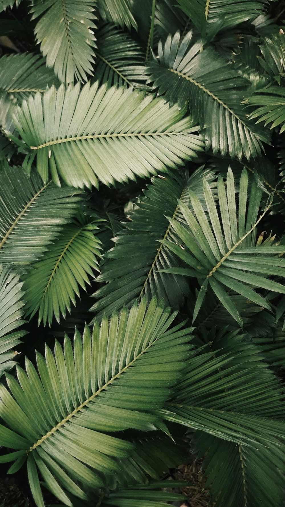 Hojas Planta HD fondo de pantalla Galería