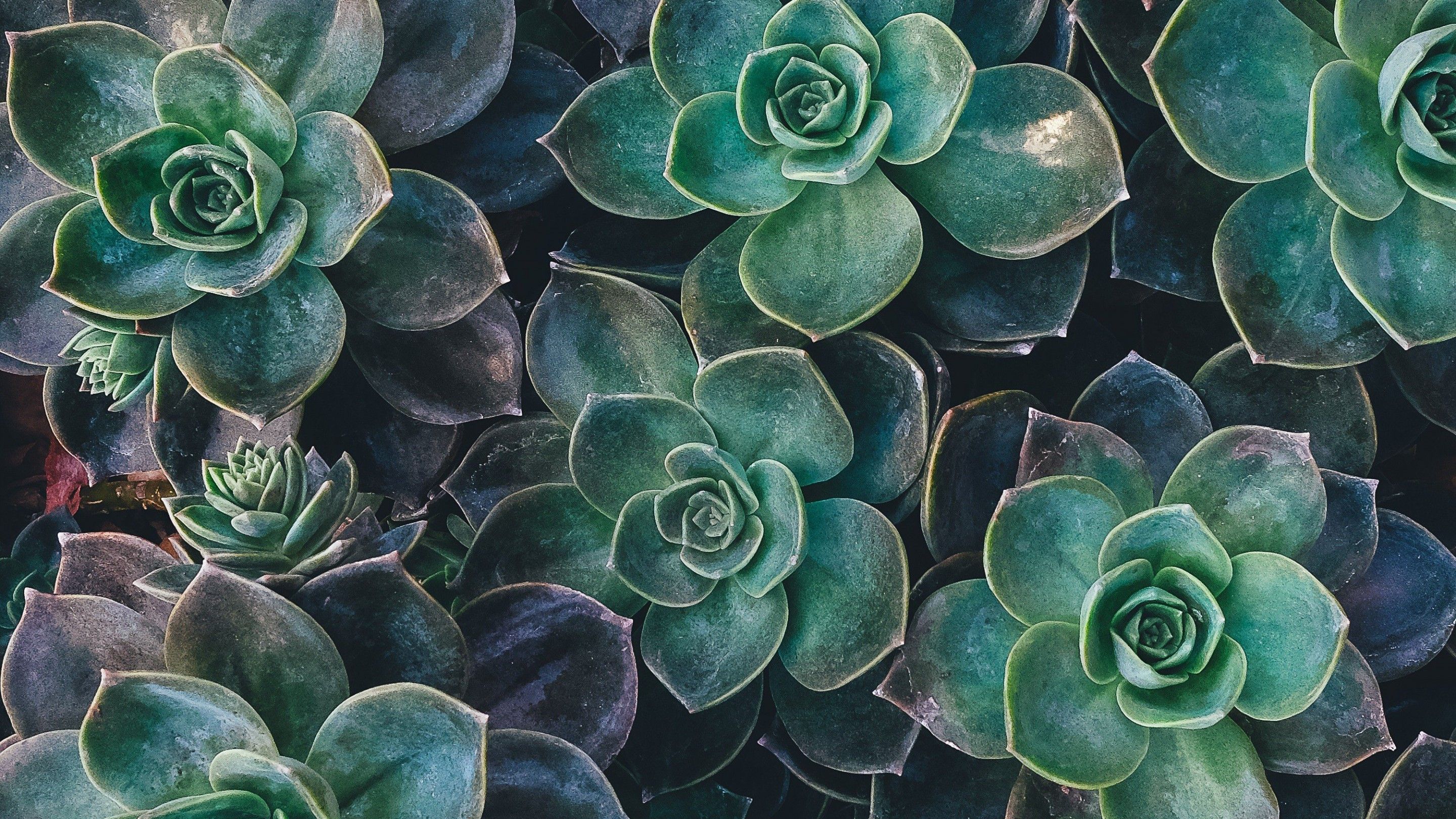 Fondos de plantas