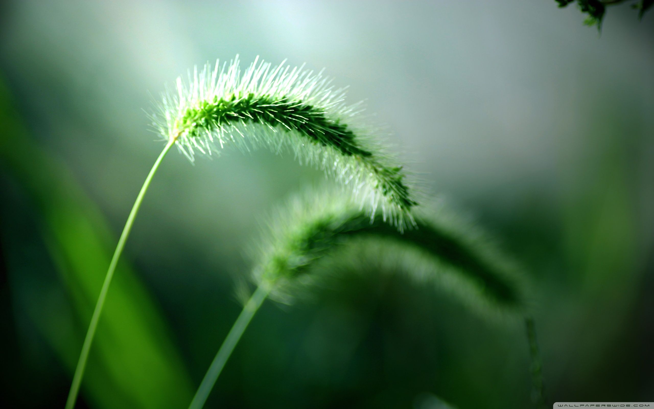 Fresh Wild Plants ❤ Fondo de escritorio 4K HD para TV 4K Ultra HD