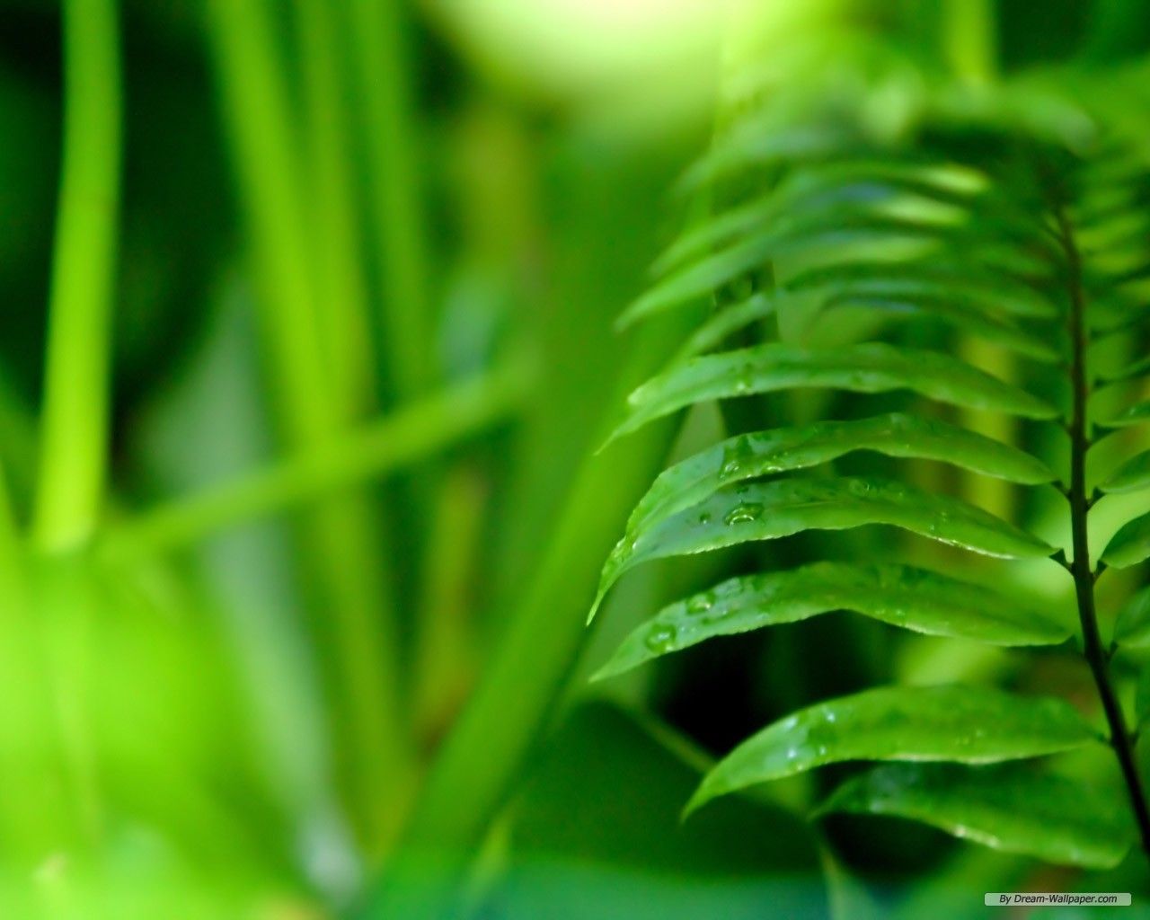 Fondo de pantalla gratuito - Fondo de pantalla gratuito Nature - Vista Plants Wallpapers 3