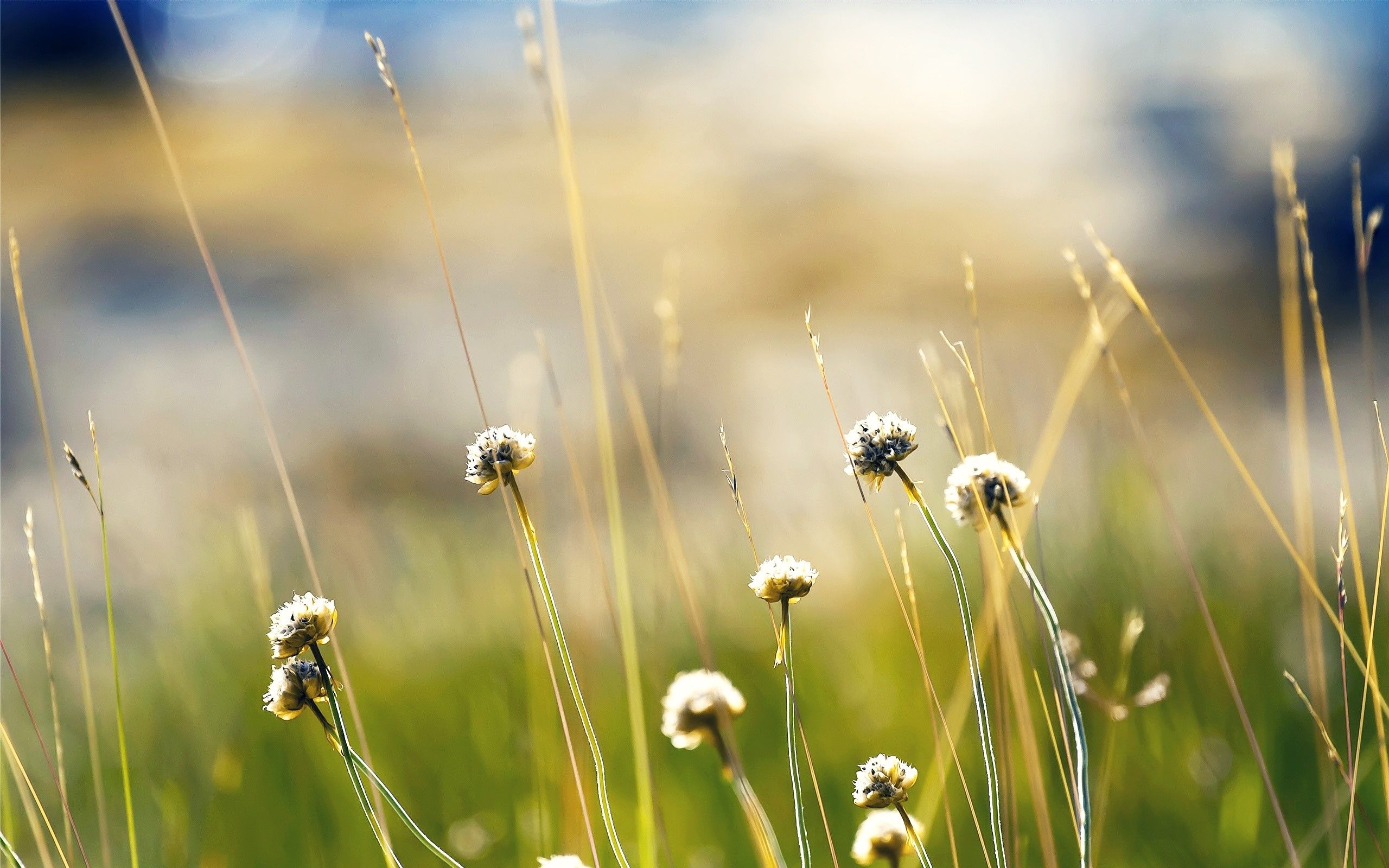 Fondo de pantalla de plantas noruegas 2k Quad HD ID: 1337