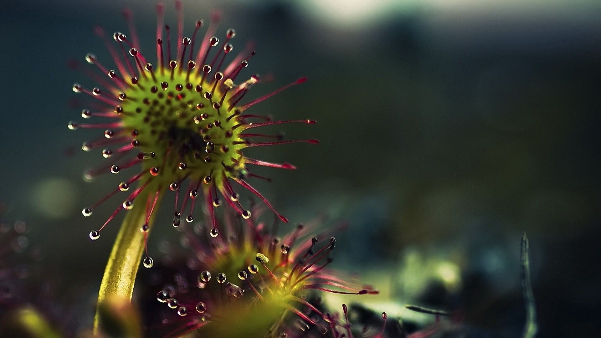Fondo de pantalla de plantas # 6975232