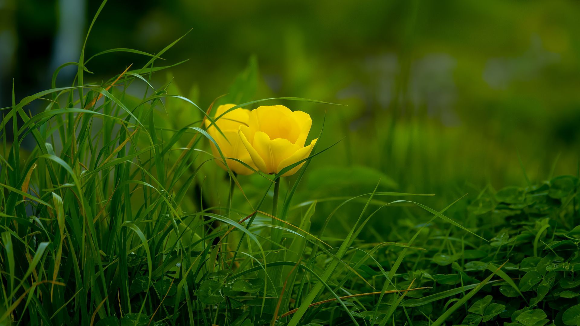 Fondo de pantalla de plantas verdes con flores amarillas - fondo de pantalla de flujo
