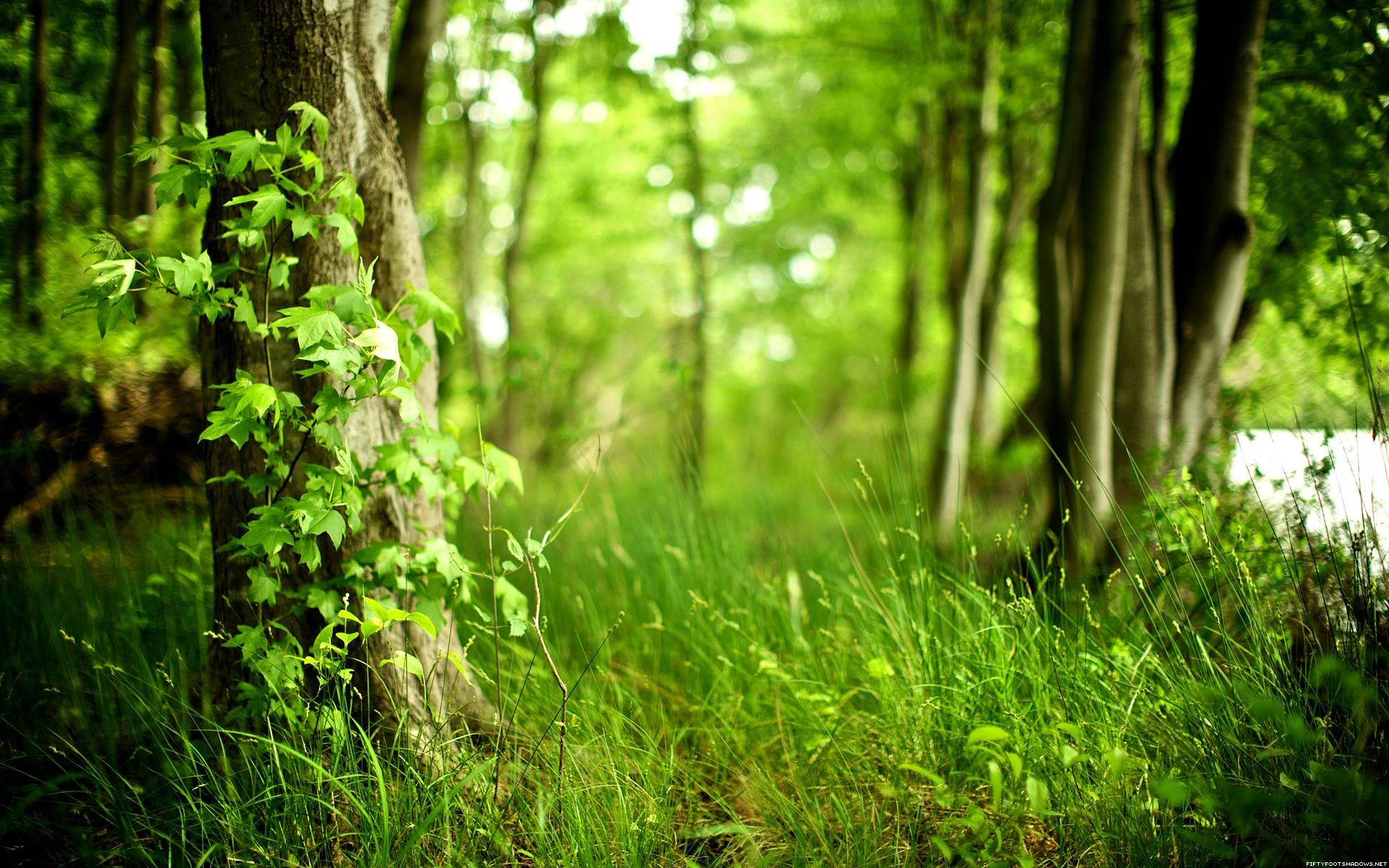 naturaleza, árboles, bosques, plantas :: Fondos de pantalla