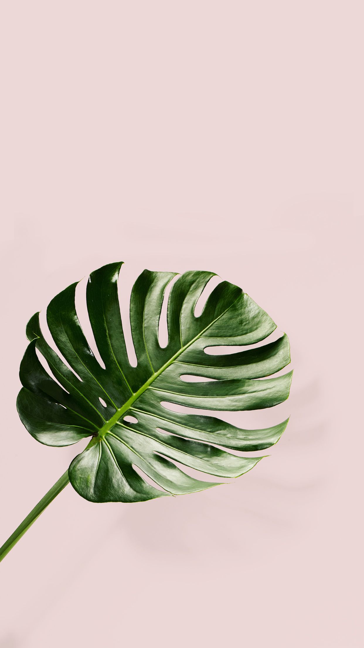 Aesthetic Grid Plants Fondos de pantalla - Top gratis Aesthetic Grid Plants