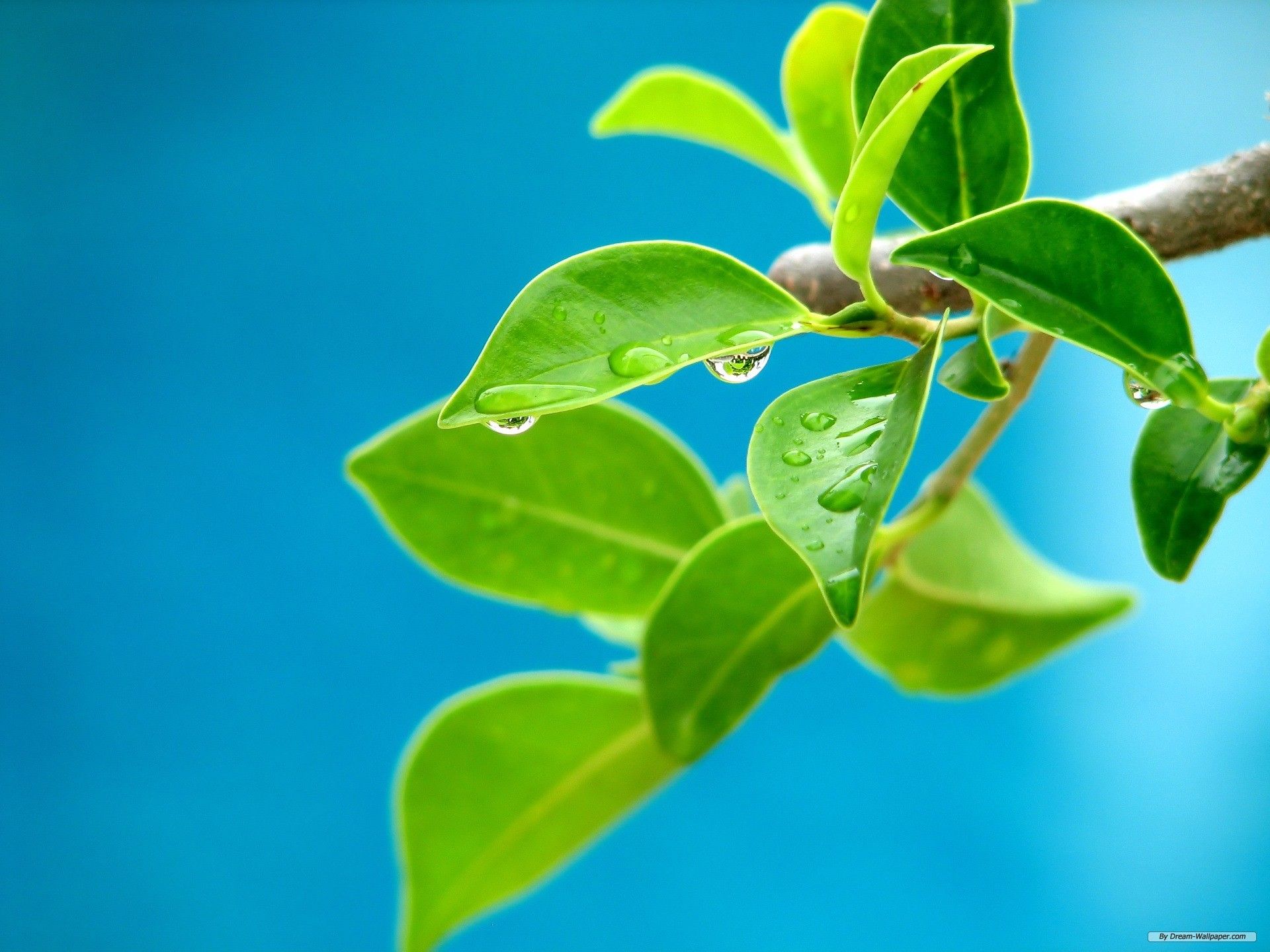 Fondo de pantalla gratuito - Fondo de pantalla gratuito Nature - Vista Plants Wallpapers 12