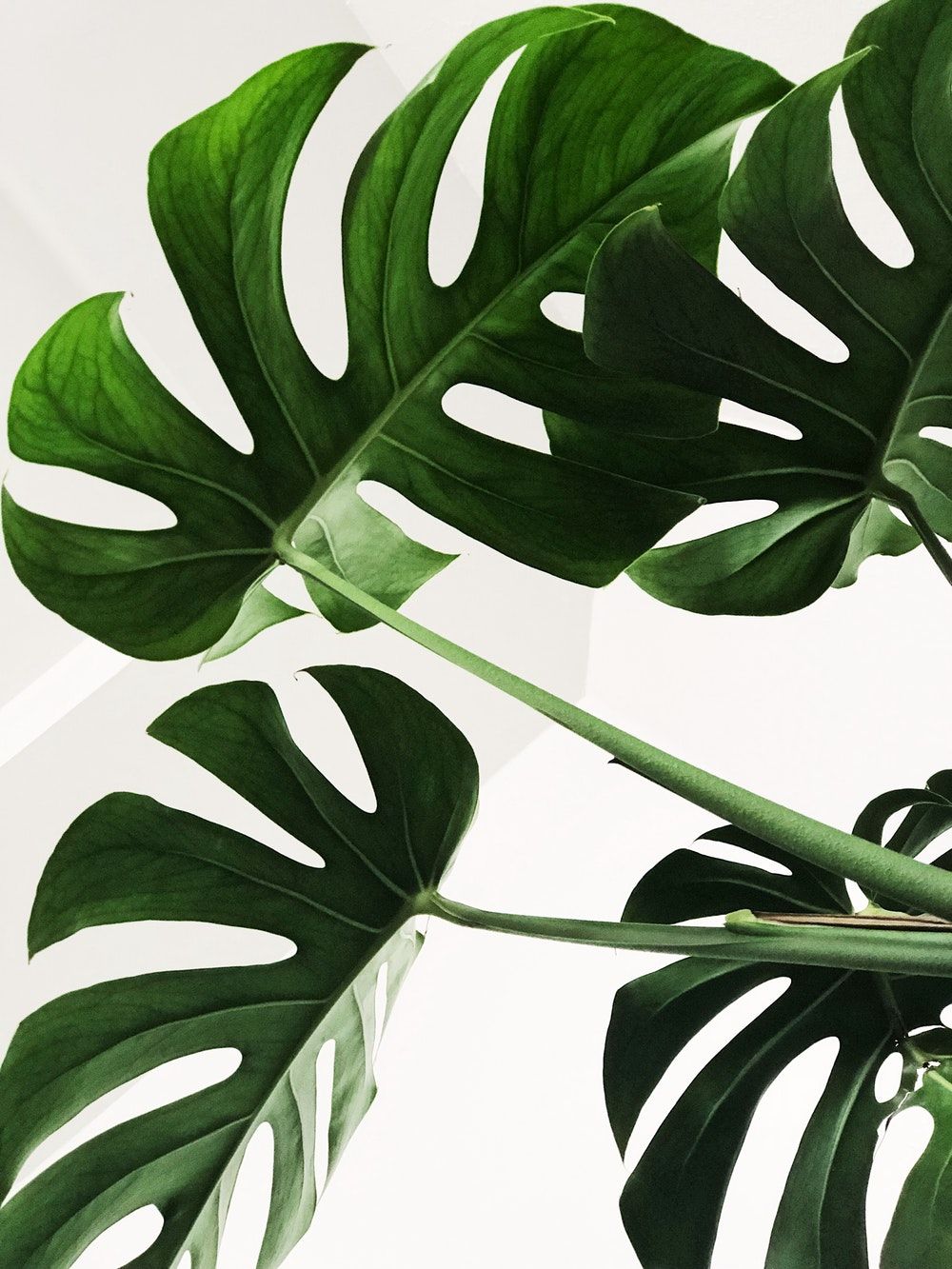 Fondos de plantas (más de 81 imágenes en la colección) Página 2