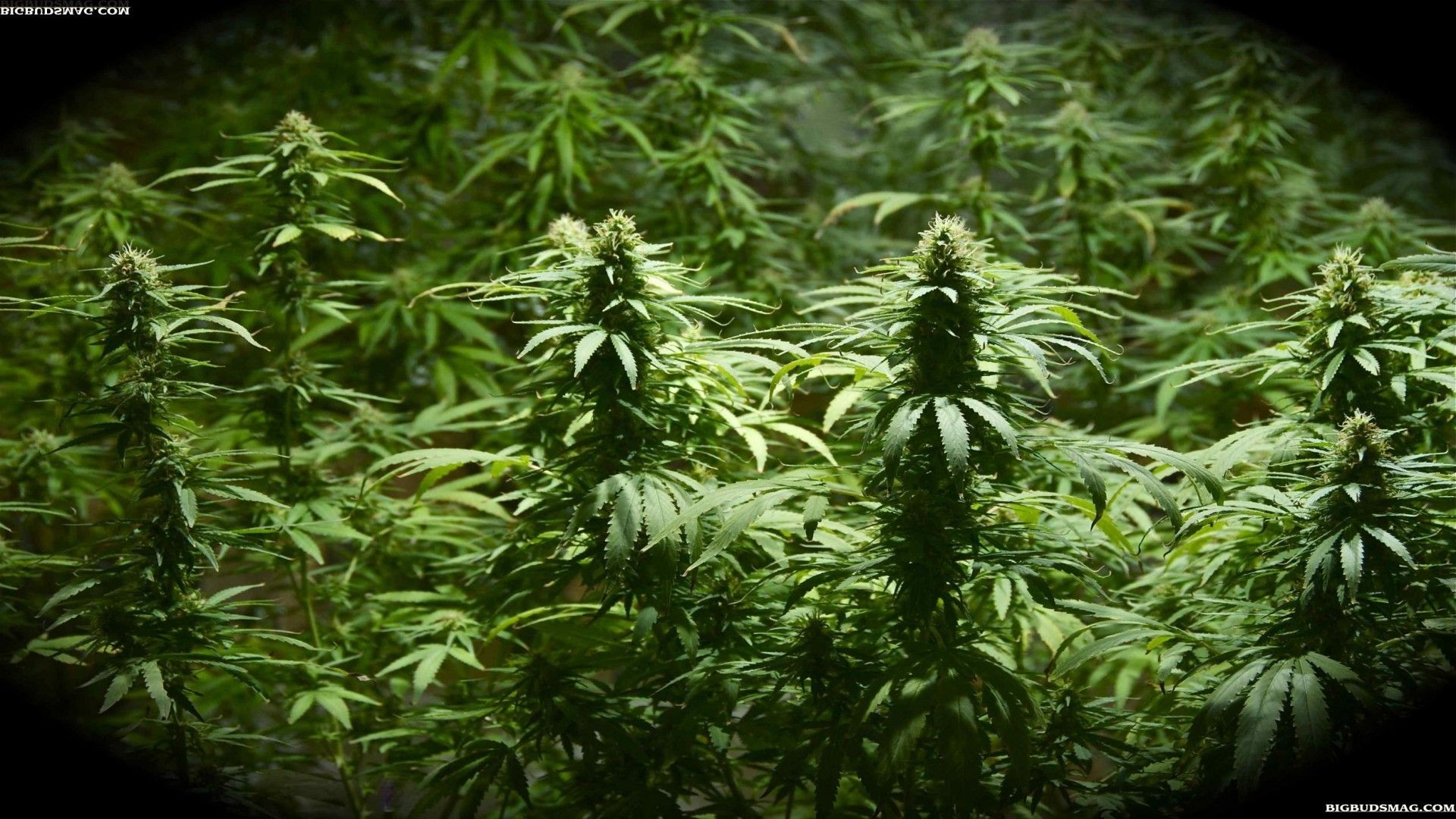 Weed Plants Wallpaper (más de 67 imágenes)