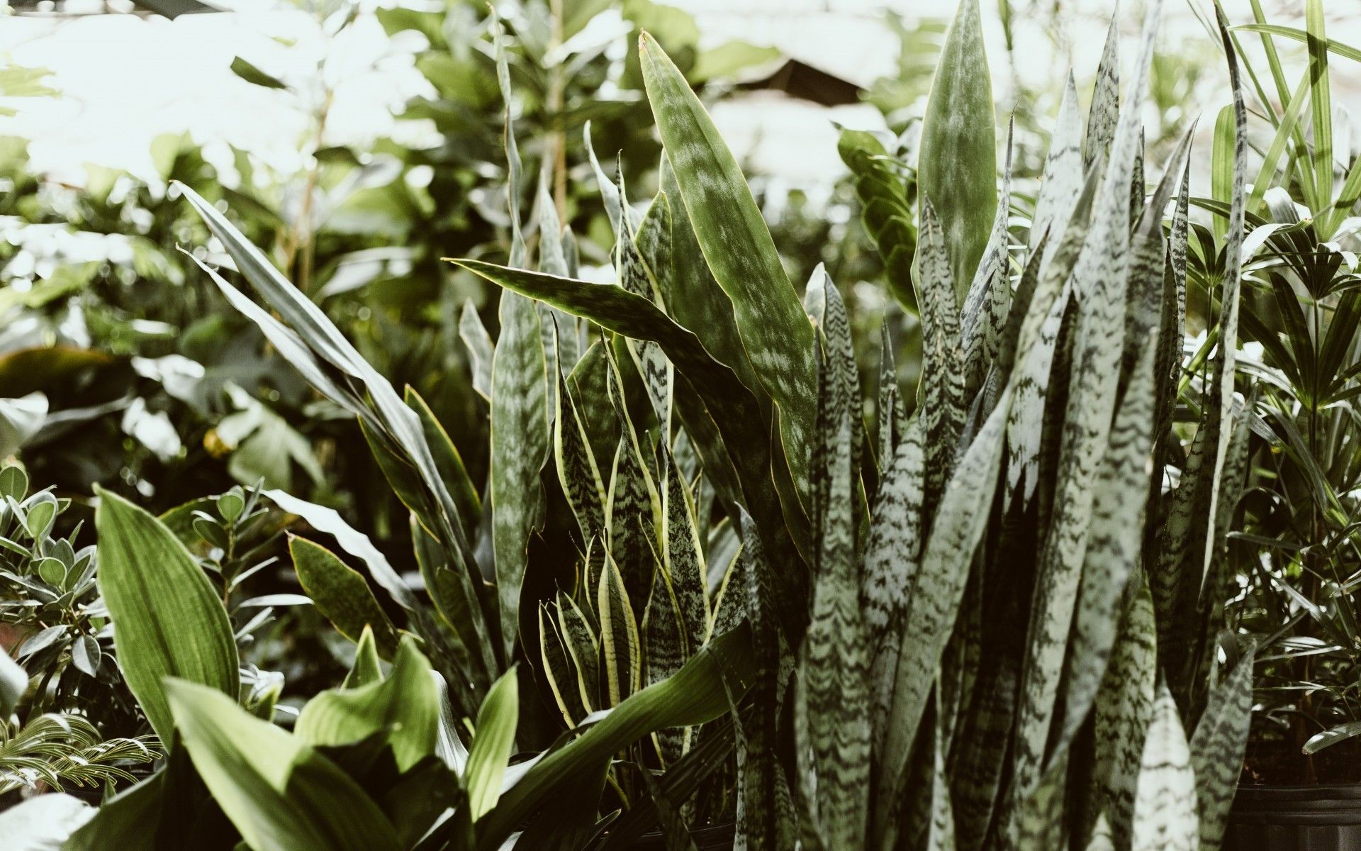 Descargar 1920x1200 Green Plants Wallpapers para MacBook Pro 17 pulgadas