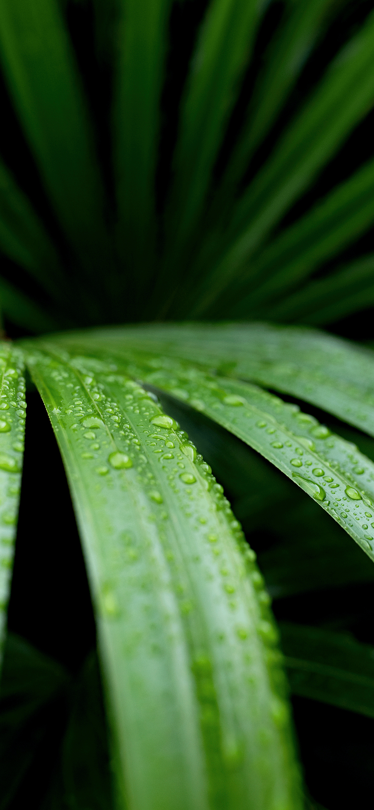 Plants Wallpaper para iPhone X, 8, 7, 6 - Descarga gratis en 3Wallpapers