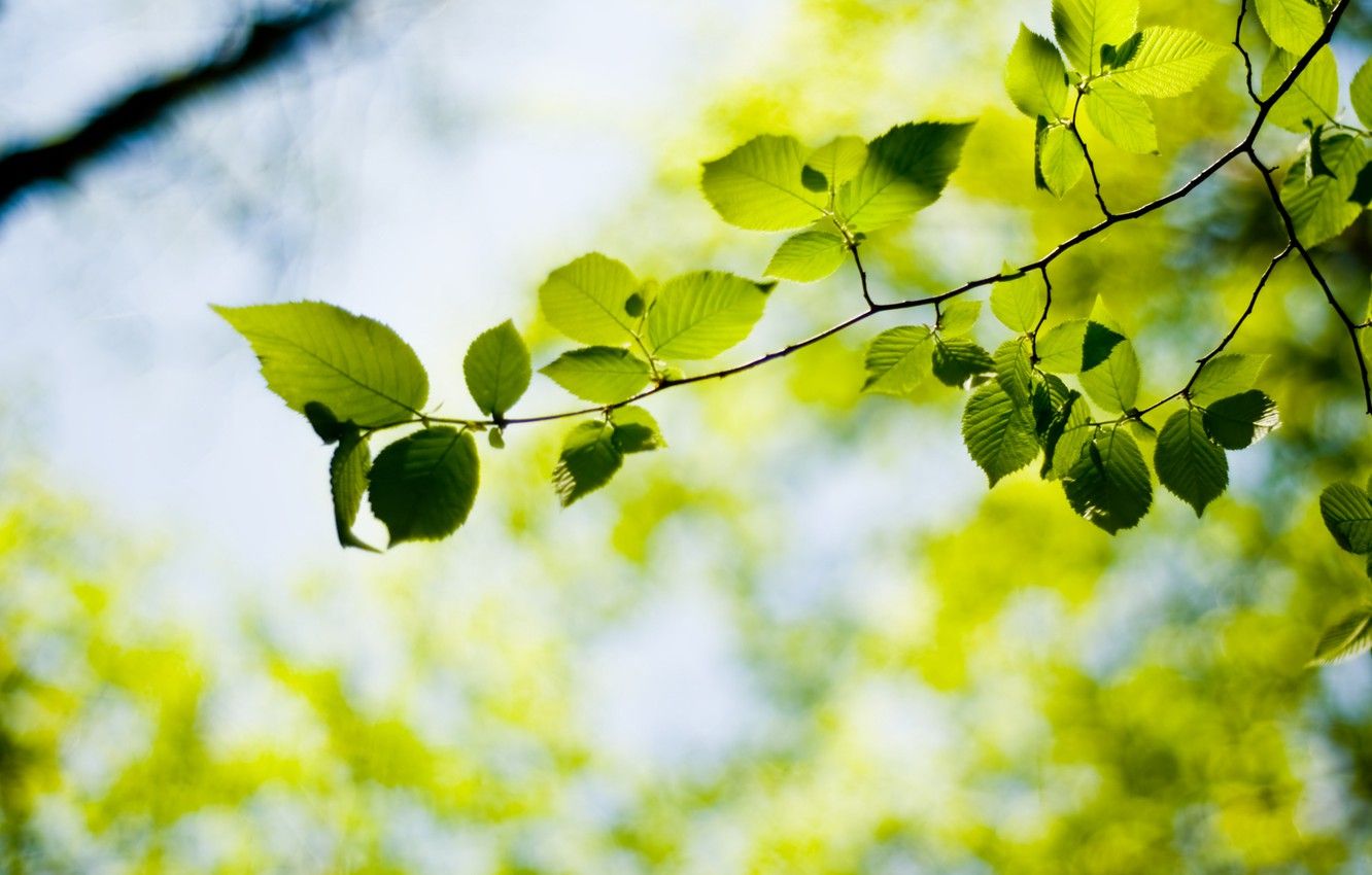 Fondos de pantalla verdes, hojas, árboles, hojas, plantas, plantas, hojas, hojas
