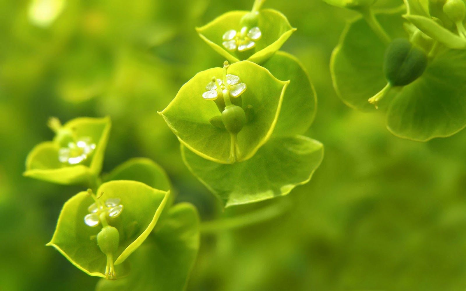 Plantas fondo de pantalla hd, fondo de pantalla hd, plantas fondo de pantalla | Amazing Wallpapers