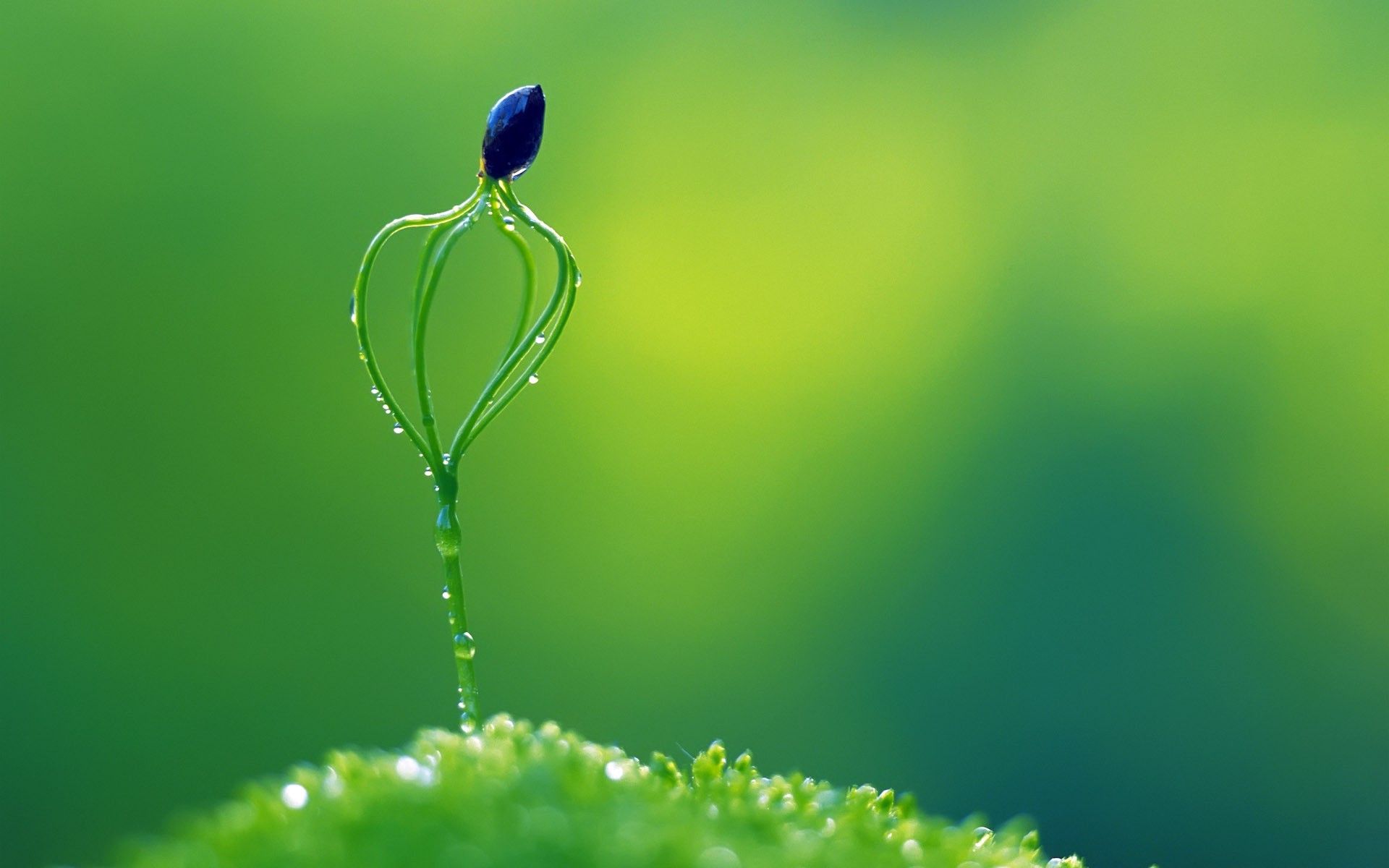 Fondos de pantalla: 1920x1200 px, verde, macro, naturaleza, plantas 1920x1200