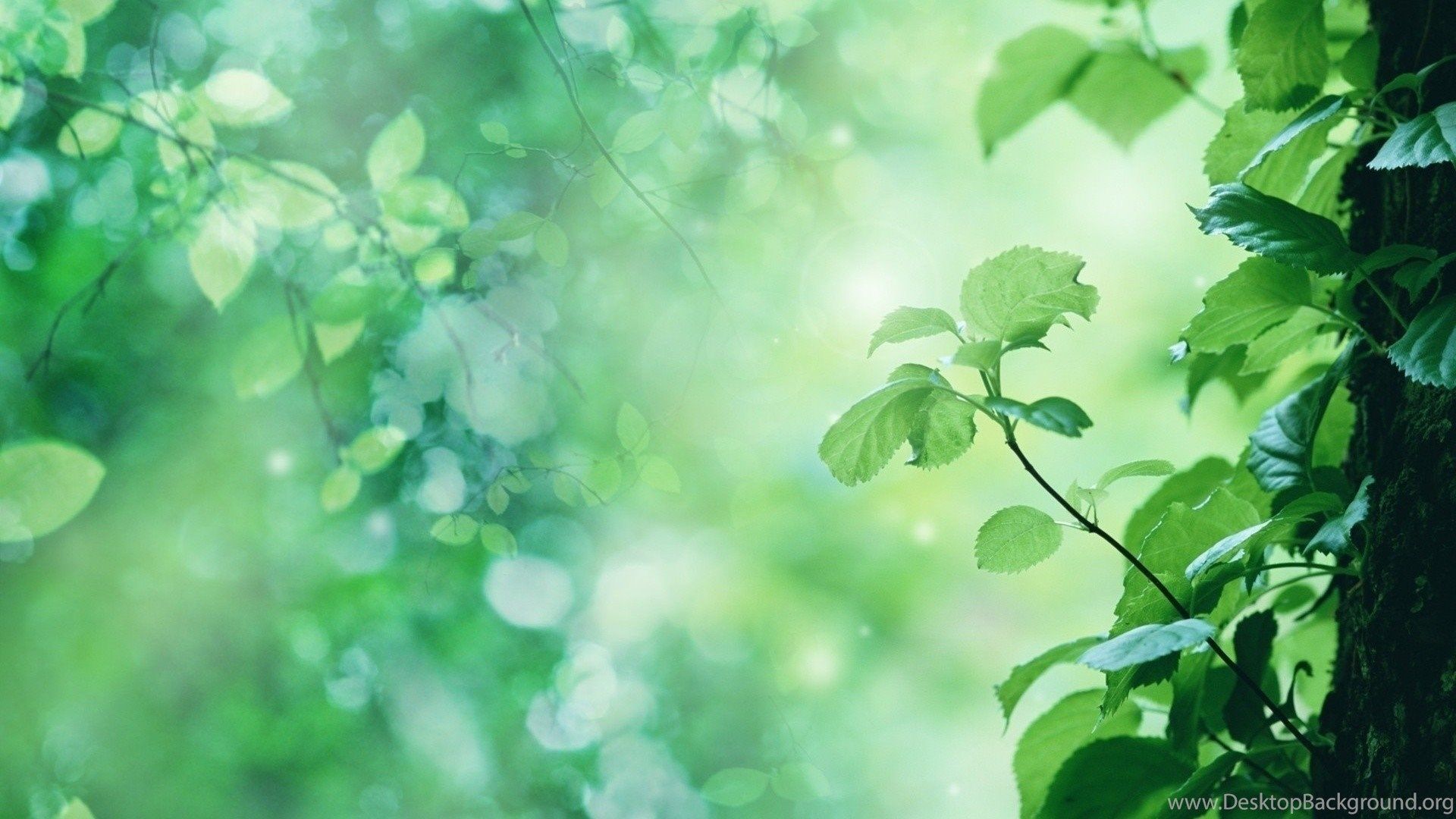 Profundidad de campo hojas naturaleza foto manipulación plantas fondos de pantalla