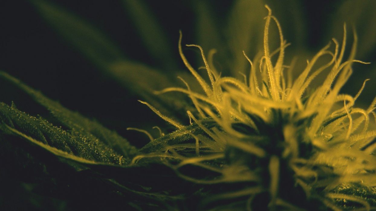 Drogas plantas de marihuana fondo de pantalla | 1920x1080 | 301604 | WallpaperUP