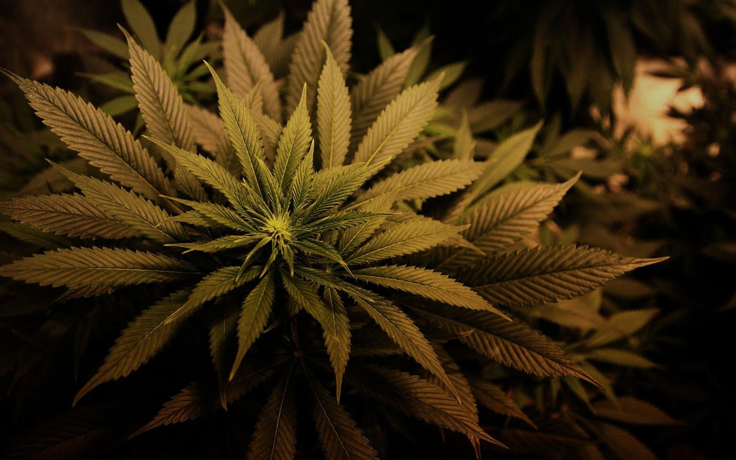 Fondo de pantalla de plantas de hierba Galería