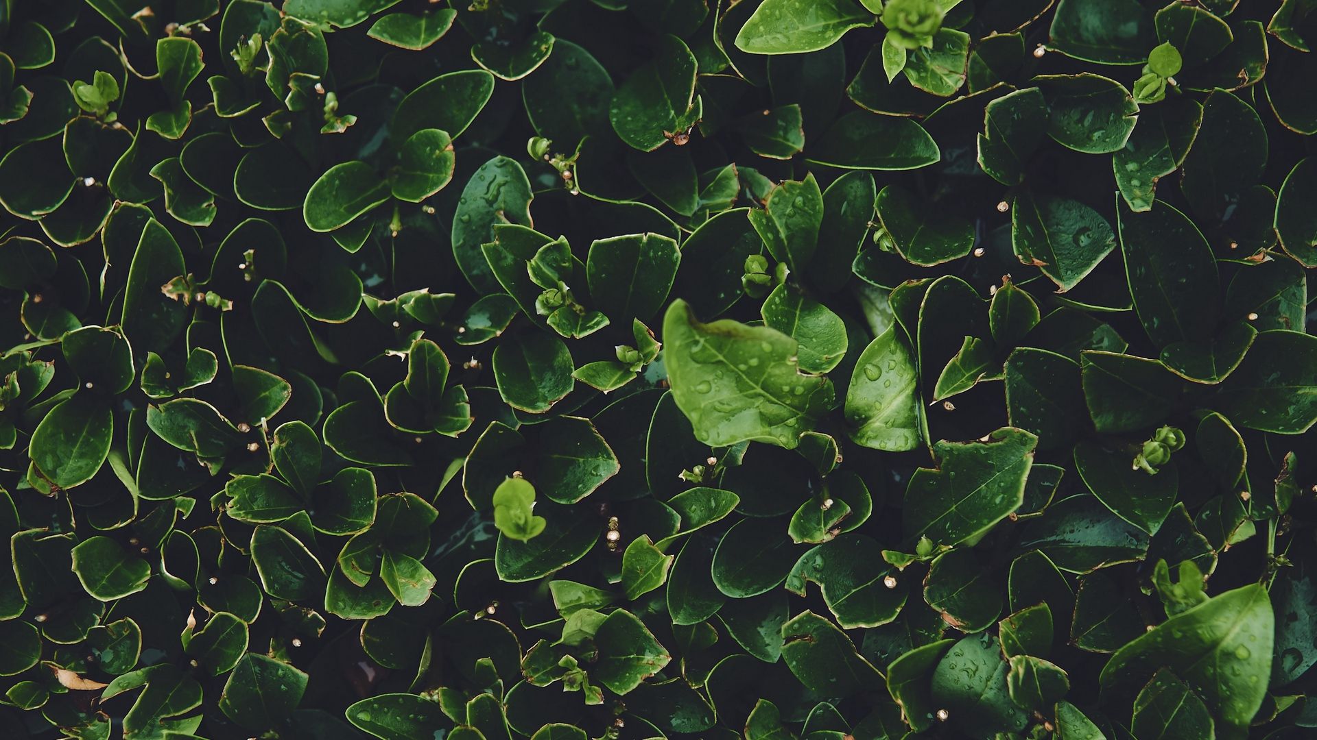 Descargar fondos de pantalla 1920x1080 hojas, verde, húmedo, rocío, plantas full hd