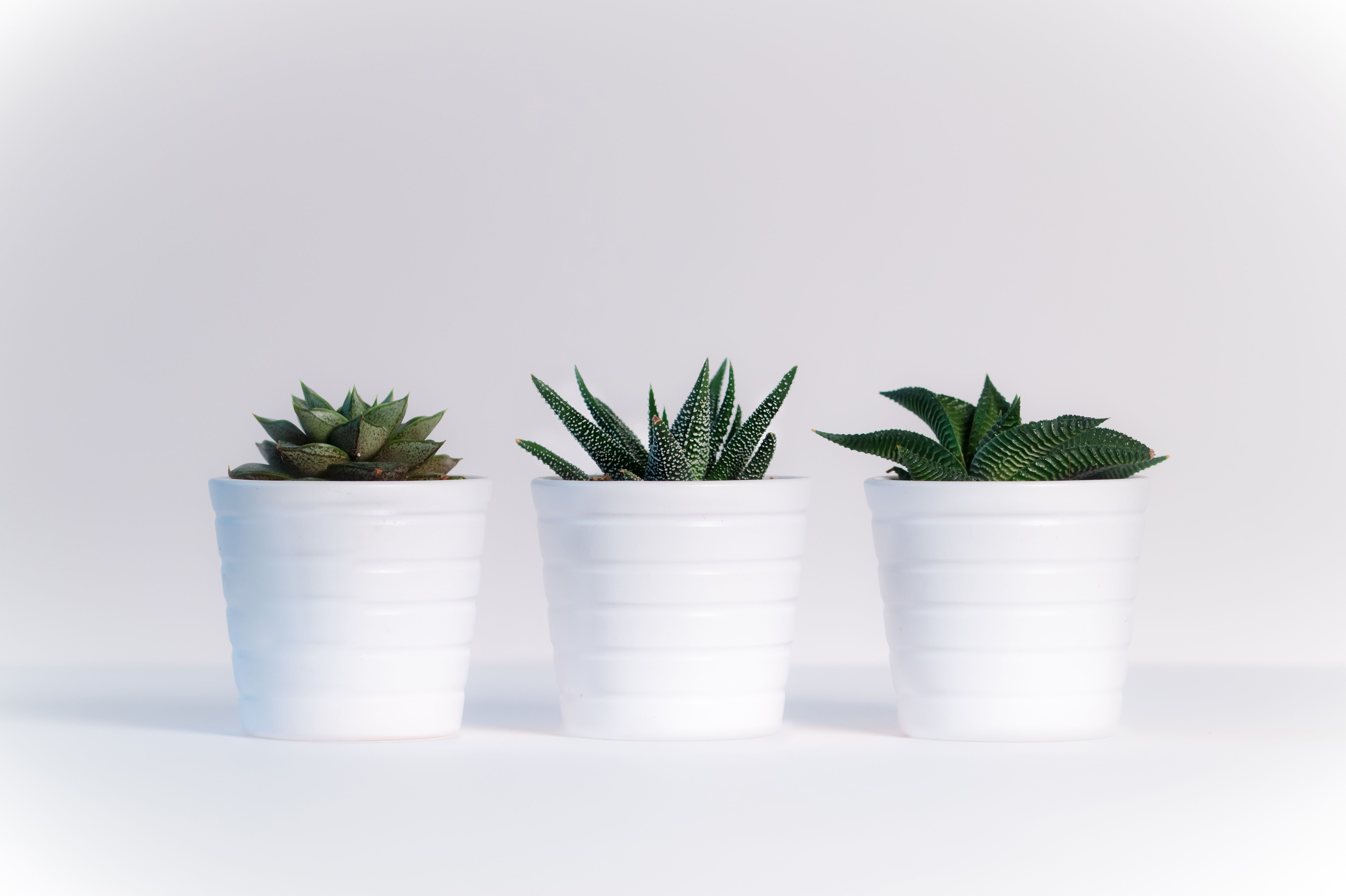 Pequeñas plantas en macetas blancas, flores HD, fondos de pantalla 4k, imágenes