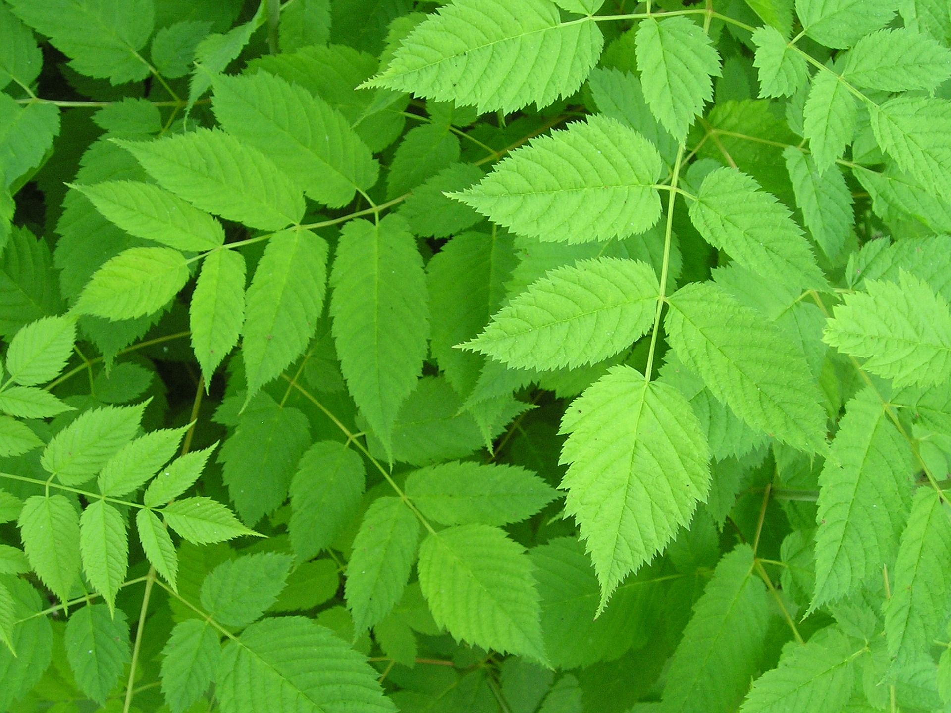 Los mejores fondos de escritorio verdes Fondos de escritorio verdes - Plantas que