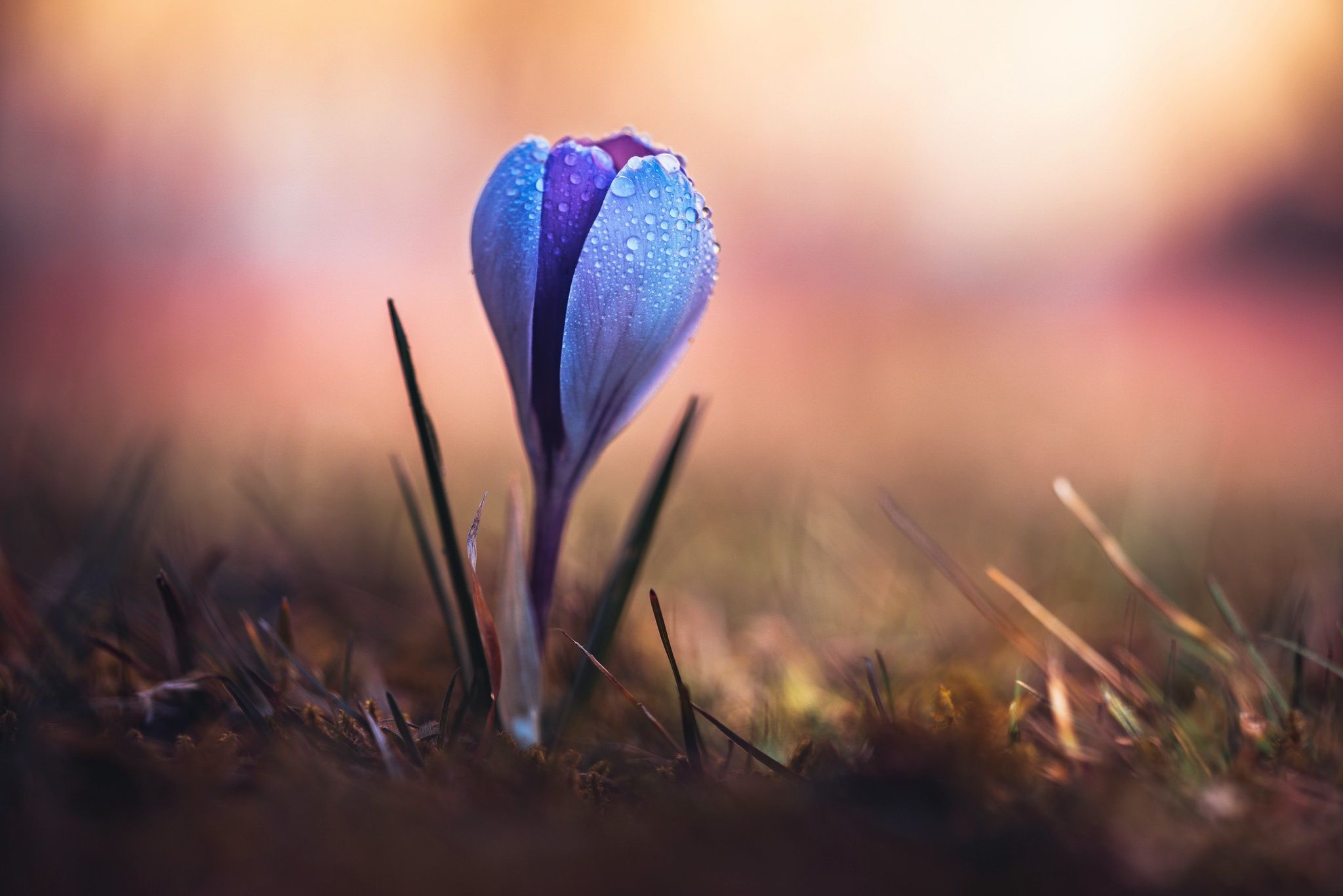 4500285 #flores, #flores azules, #plantas fondo de pantalla | General