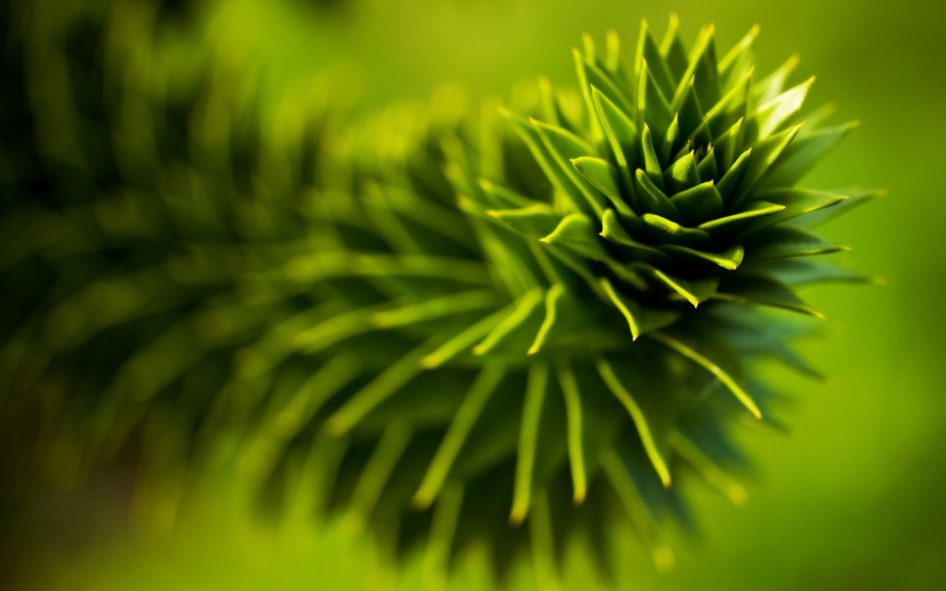 Monkey Puzzle Wallpaper Plantas Naturaleza Fondos en formato jpg para