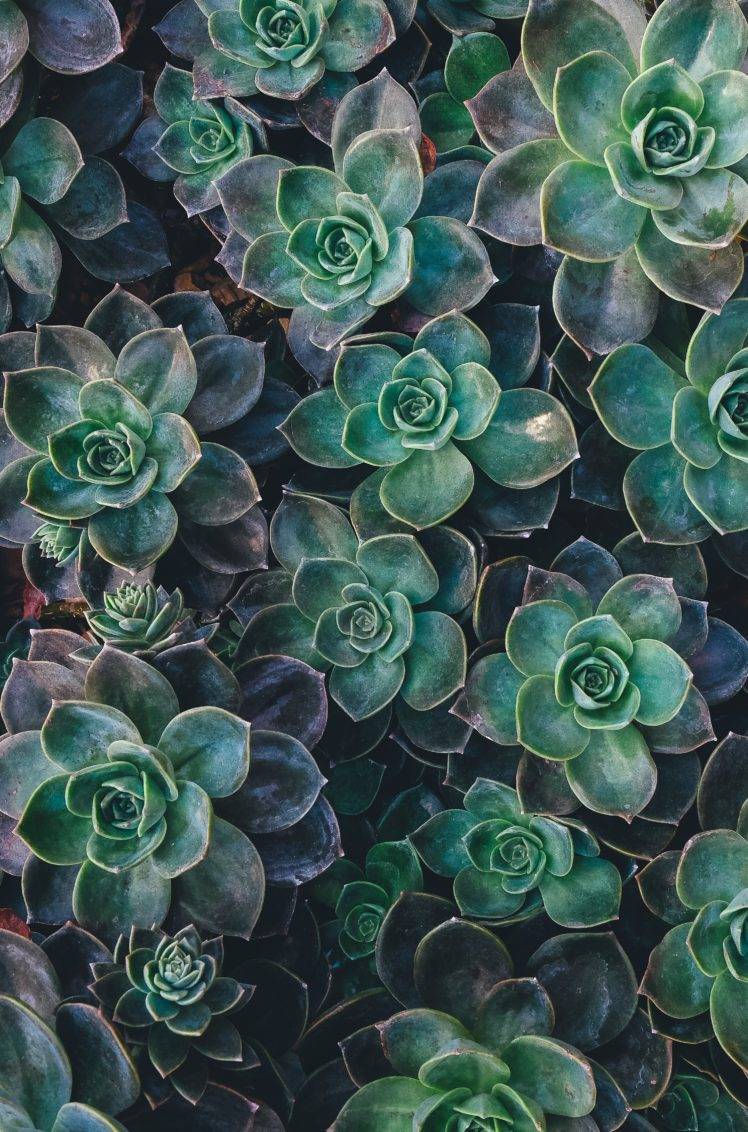 naturaleza, suculento, fondos de pantalla de plantas HD / fondos de escritorio y móviles