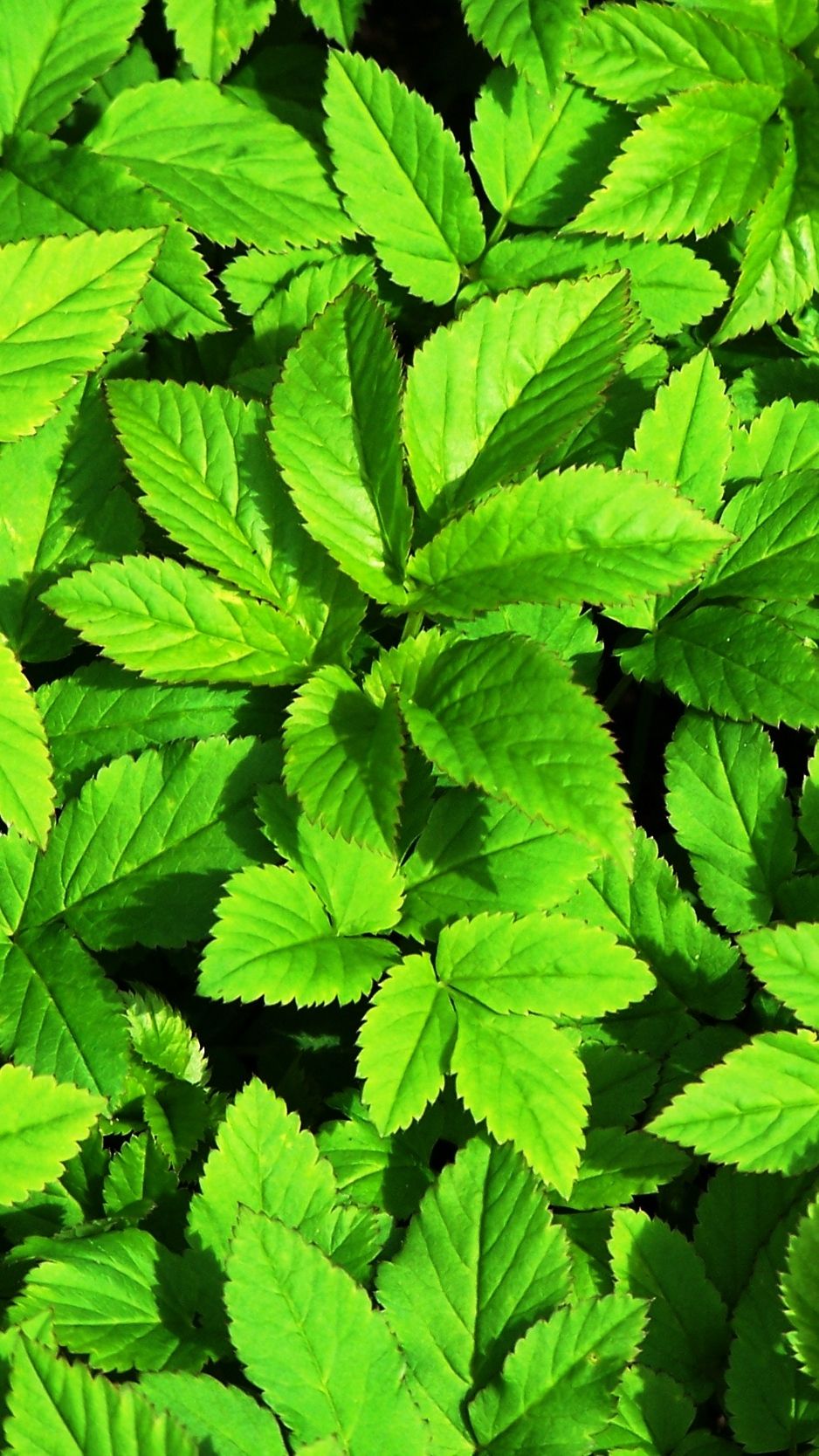 Descargar fondo de pantalla 938x1668 plantas, hojas, verde iphone 8/7 / 6s / 6