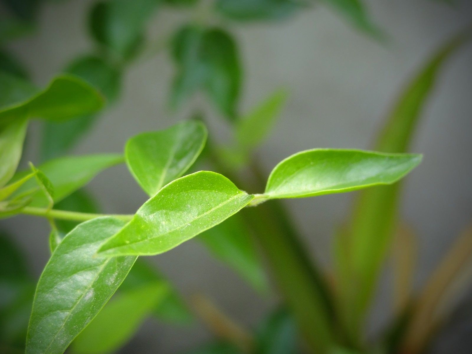 Arte, Naturaleza, Macro, Pantalla completa, Plantas, Fondos de pantalla HD Hojas, HD