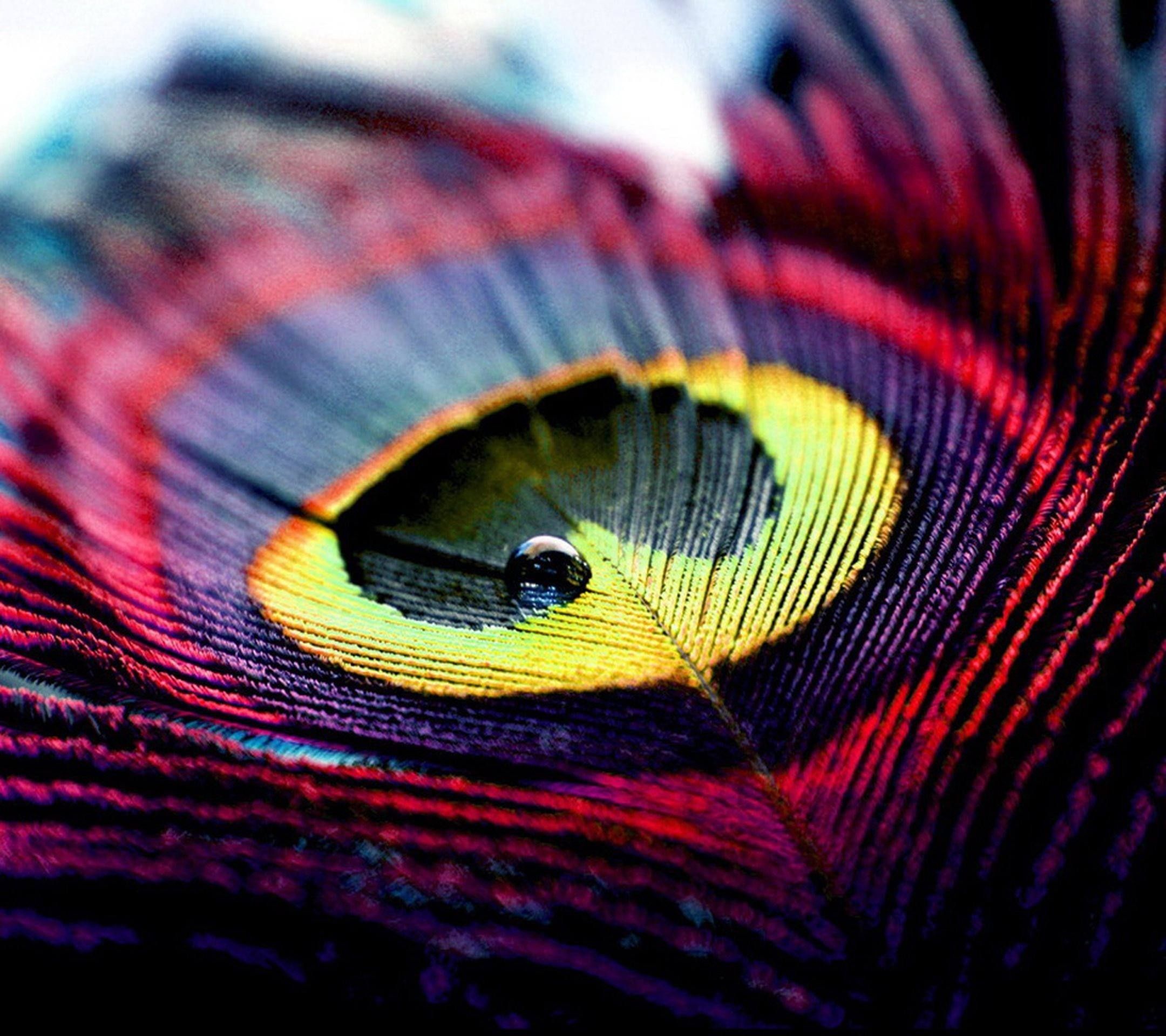 Más de 51 fondos de pantalla de plumas de pavo real