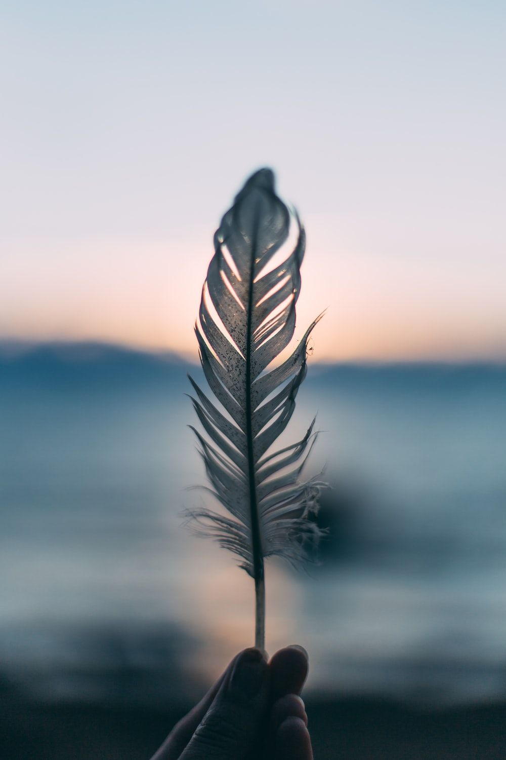 Más de 500 imágenes de plumas [HD] | Descargar imágenes gratis