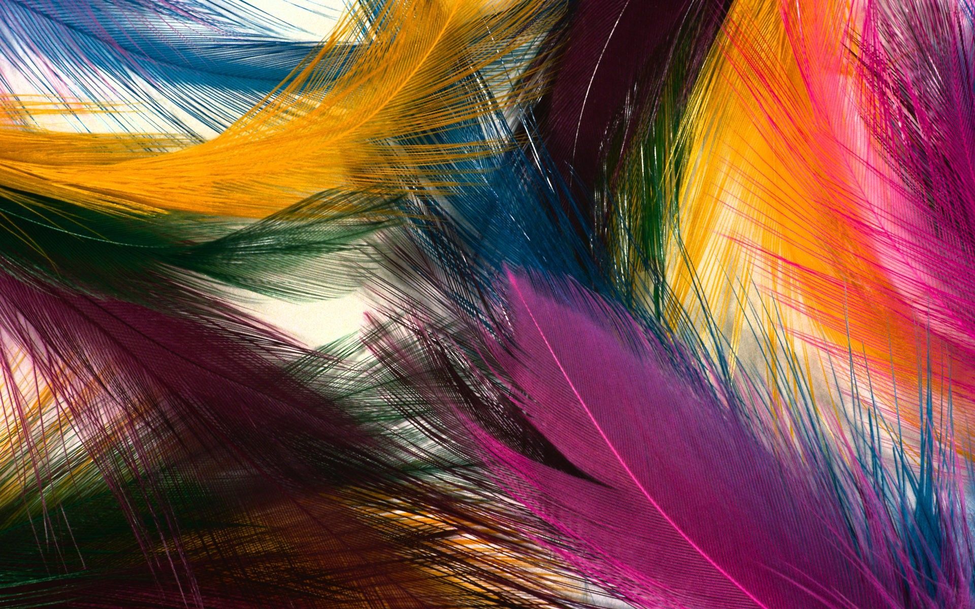 Hermosas Plumas Fondos de Pantalla e Imágenes | Un fondo de pantalla HD