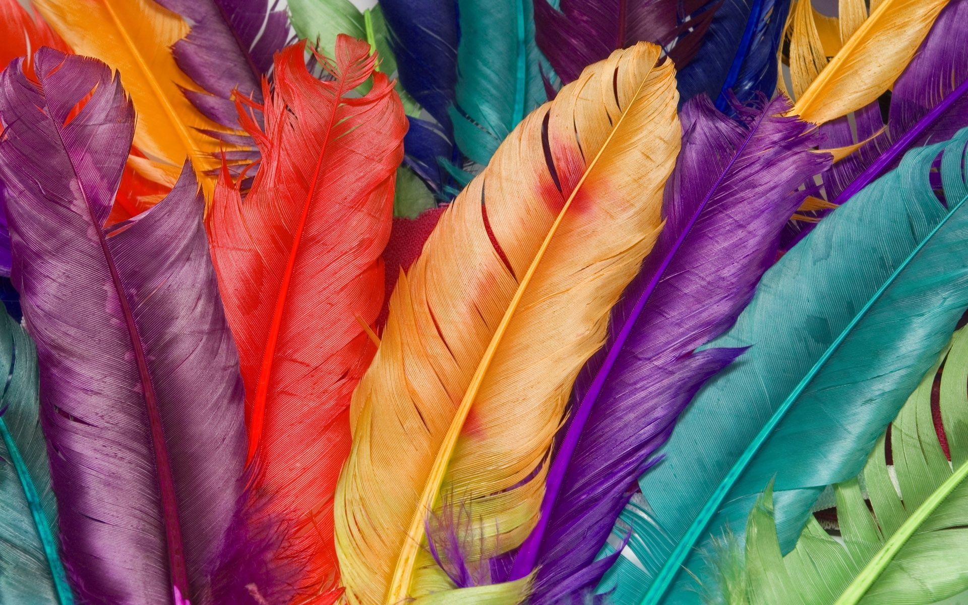 3D plumas de colores Fondos de pantalla | Vista previa del fondo de escritorio HD