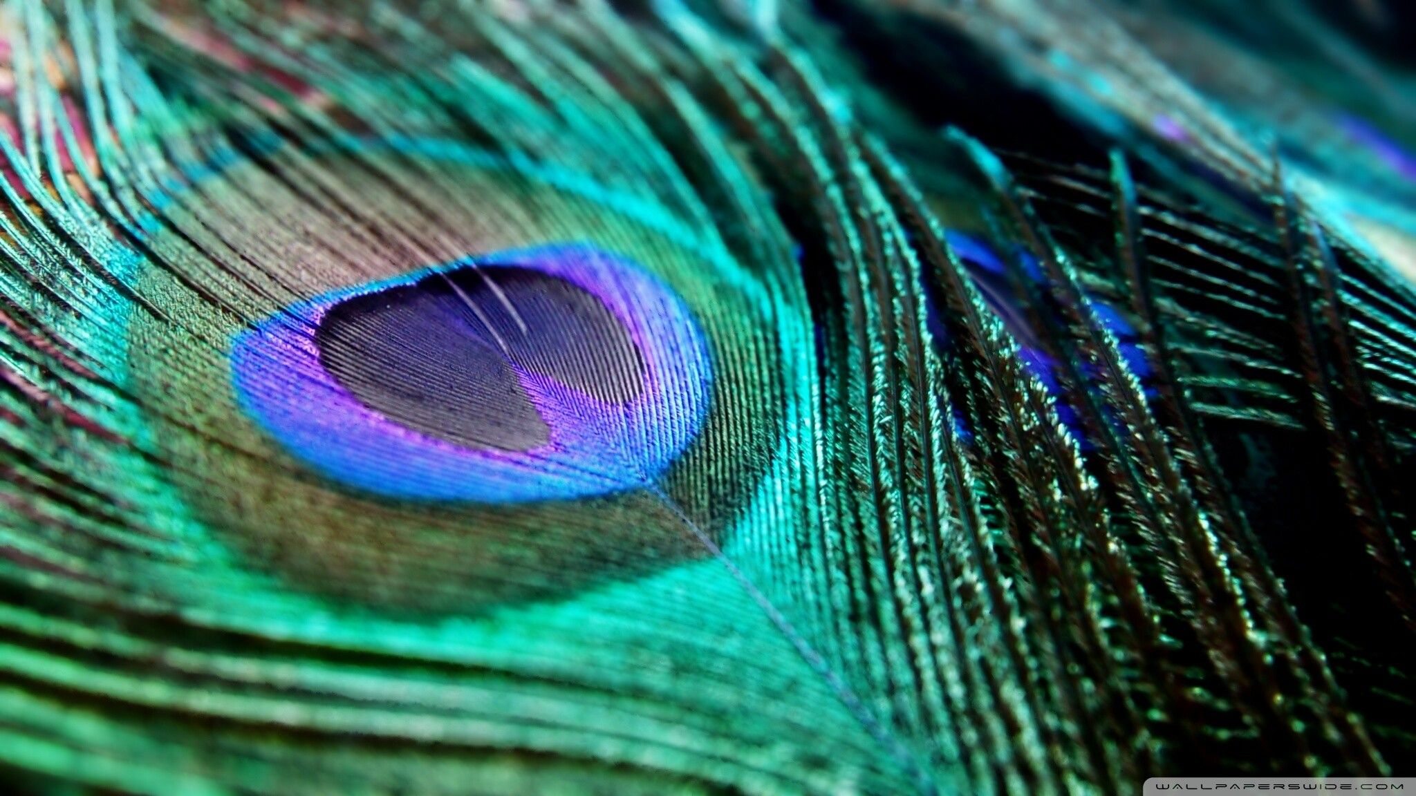 Más de 51 fondos de pantalla de plumas de pavo real