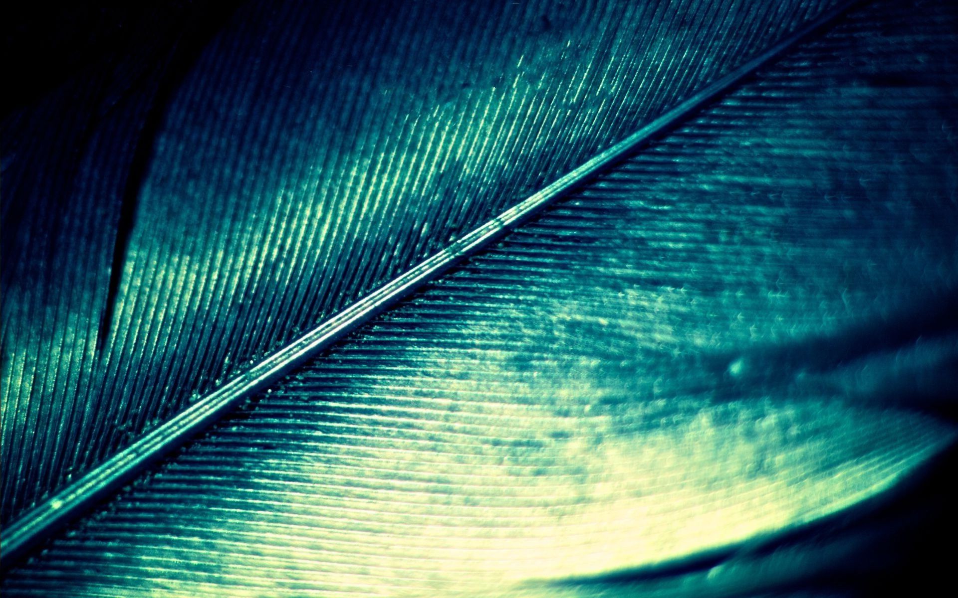 Plumas Wallpapers