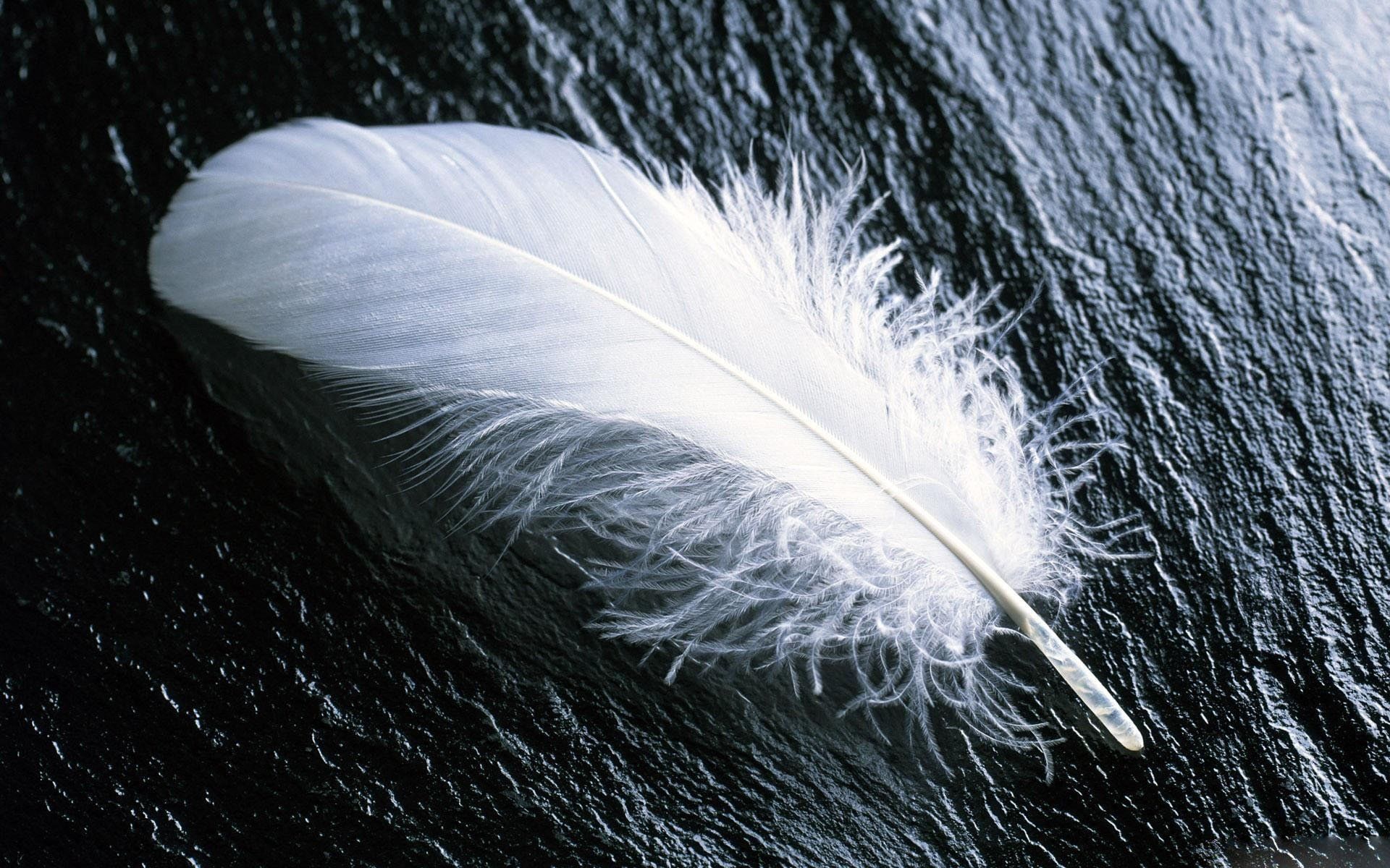 82 pluma HD Fondos de pantalla | Imágenes de fondo