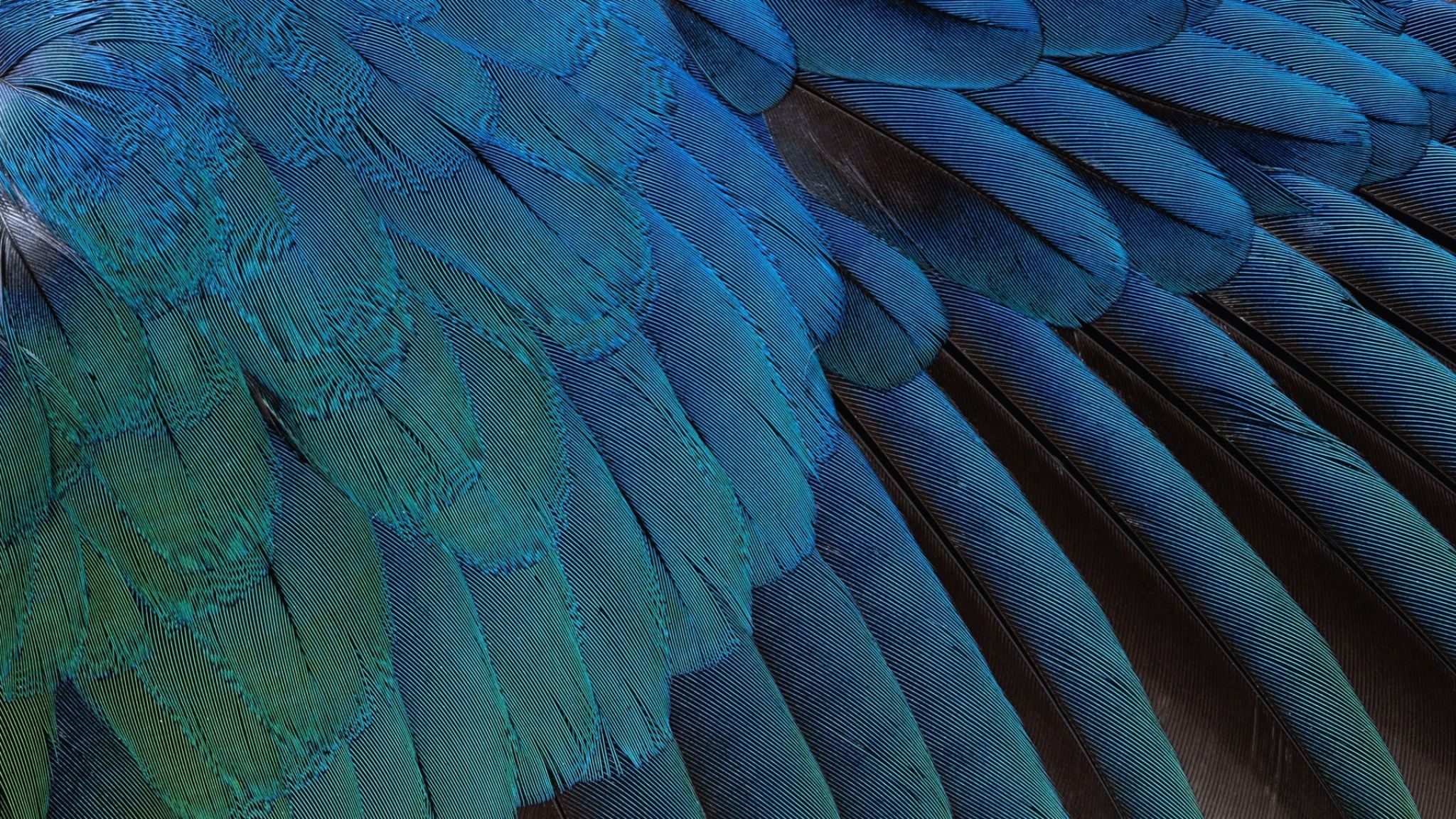 Fondo de pantalla de plumas 30 - [2048x1152]