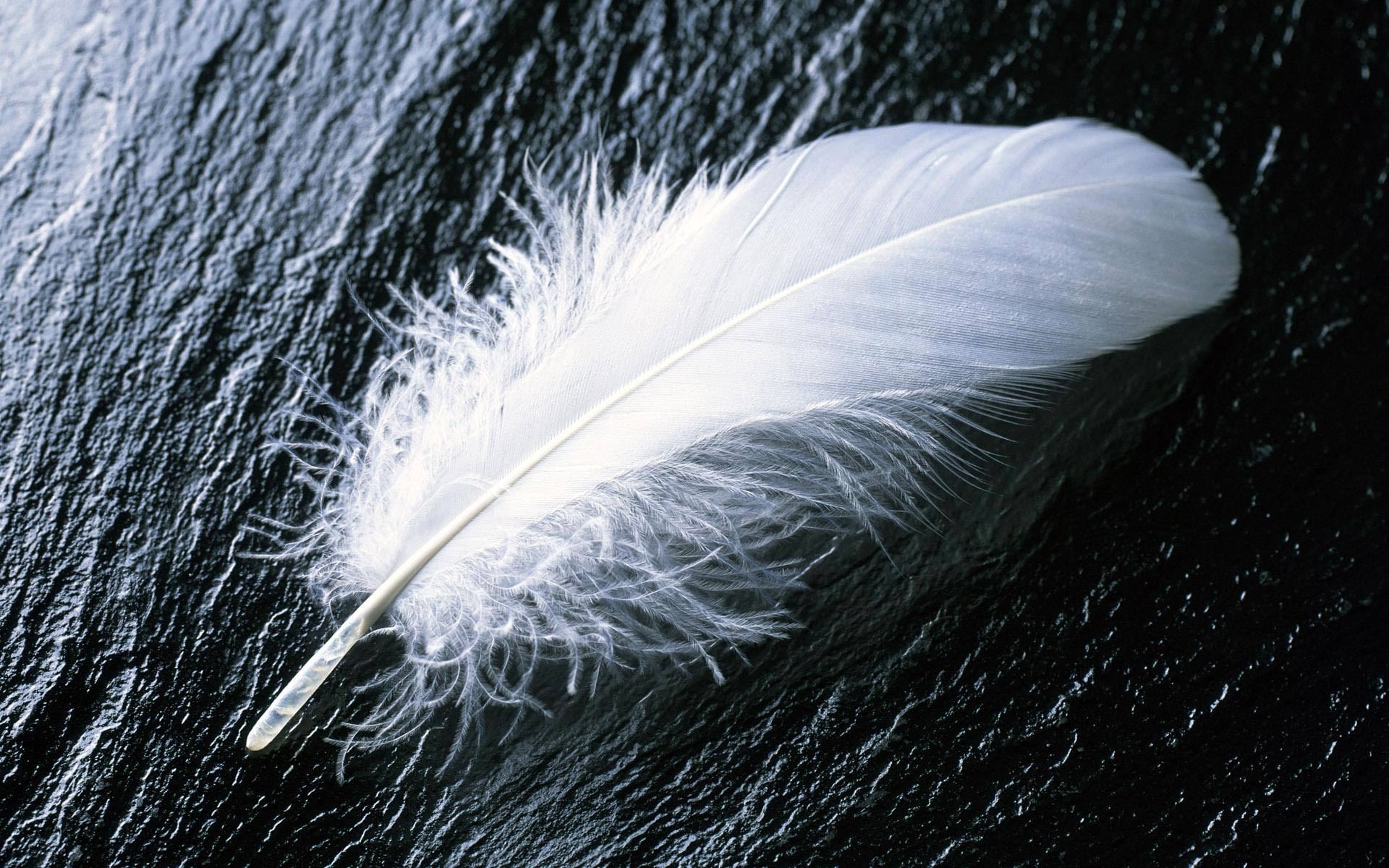 Fondos de plumas - Cueva de fondo de pantalla