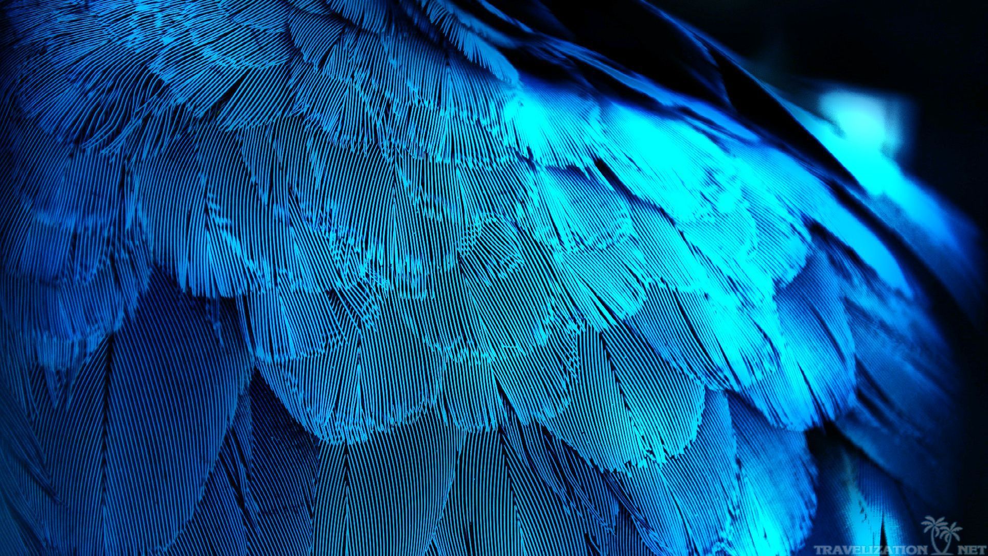 Feathers In Colors Wallpapers (# 599862) - Descargar fondo de pantalla HD